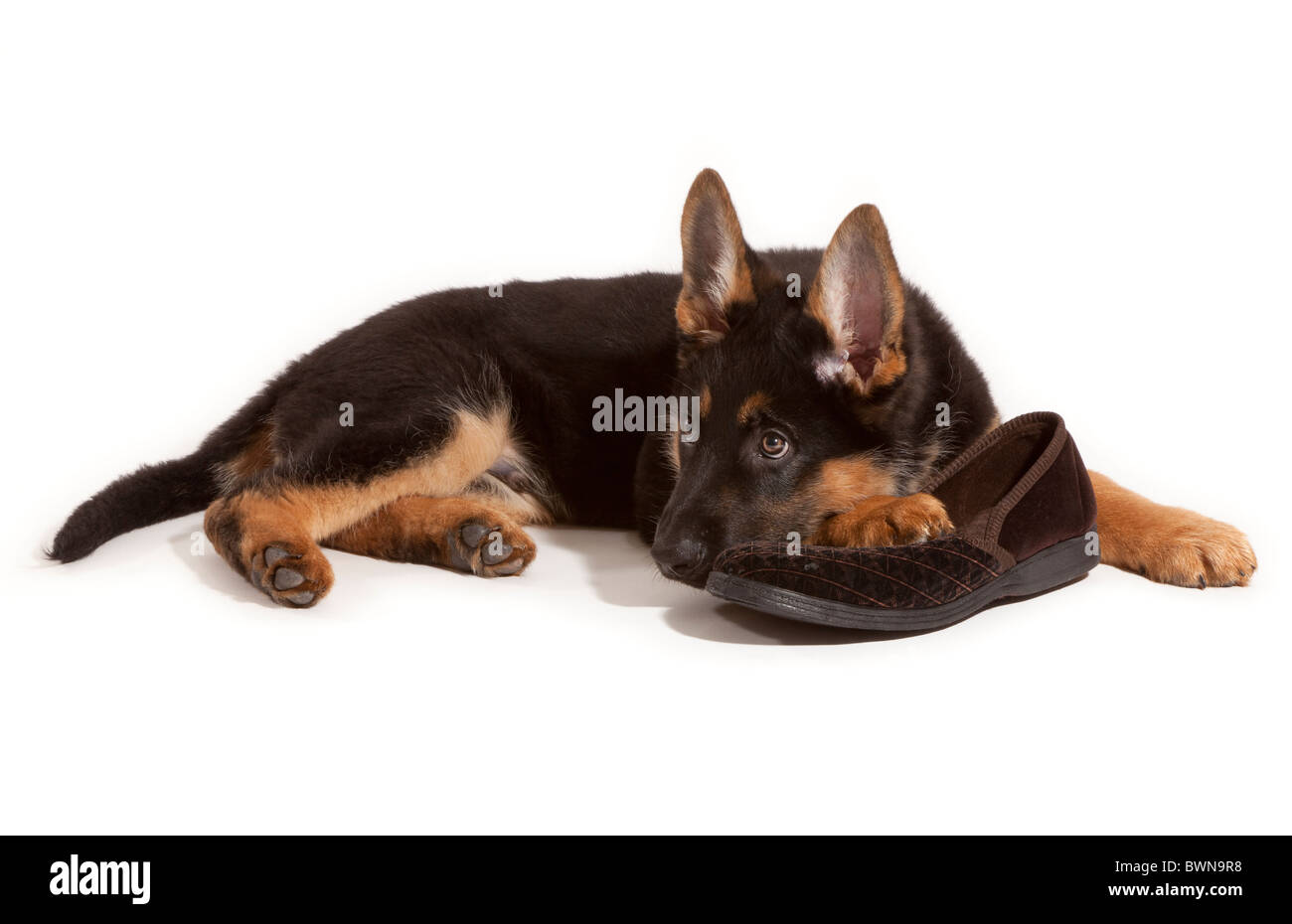 Un undici settimane vecchio pastore tedesco cucciolo di cane masticare una ciabatta Foto Stock
