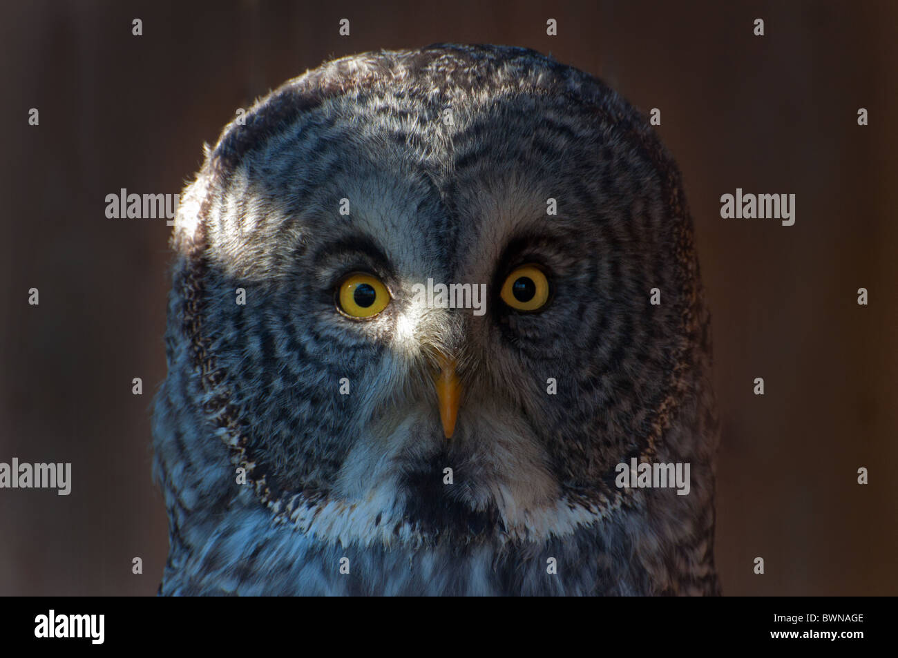 Close-up di un grande gufo grigio. Foto Stock