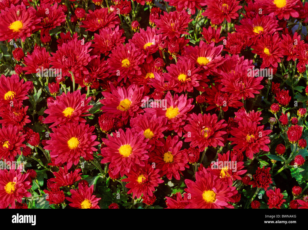 Crisantemo Minoprio Jama cultivar Compositae piante vegetali fiore fiori  fioritura Foto stock - Alamy