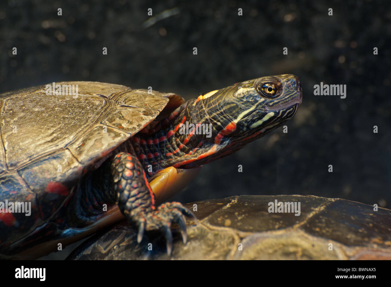 Close-up di un dipinto di tartaruga. Foto Stock