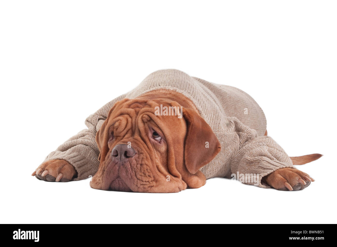 Dogue de Bordeaux in un maglione di dormire sul pavimento Foto Stock