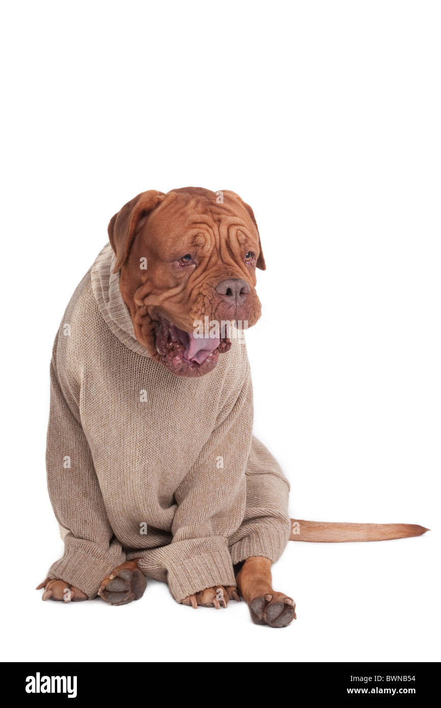 Stanco Dogue de Bordeaux avente uno sbadiglio Foto Stock