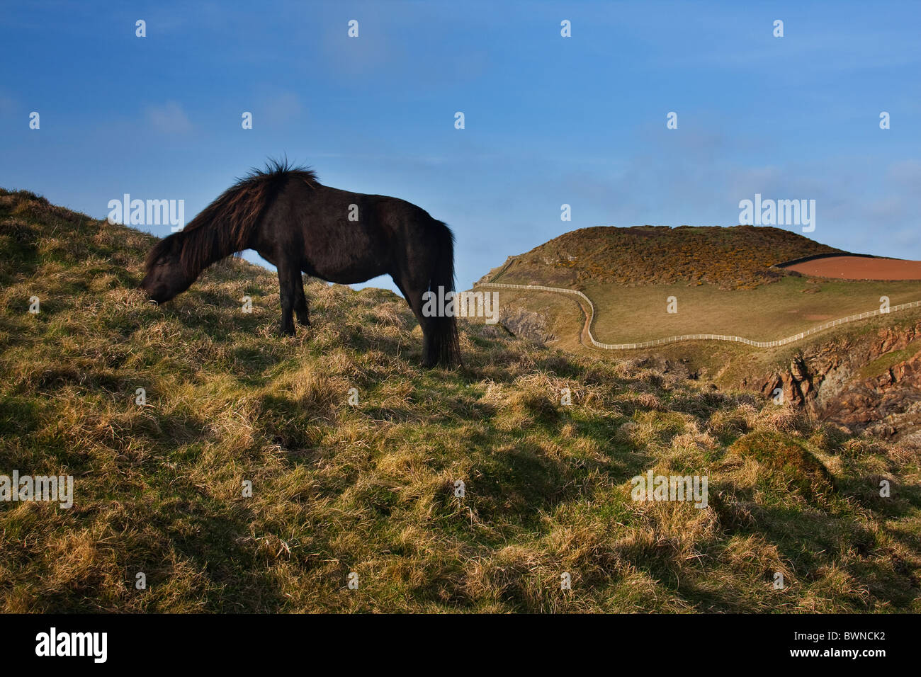 Dartmoor pony ruvida di pascolo di erba a Port Quinn sul Cornish Coast, REGNO UNITO Foto Stock