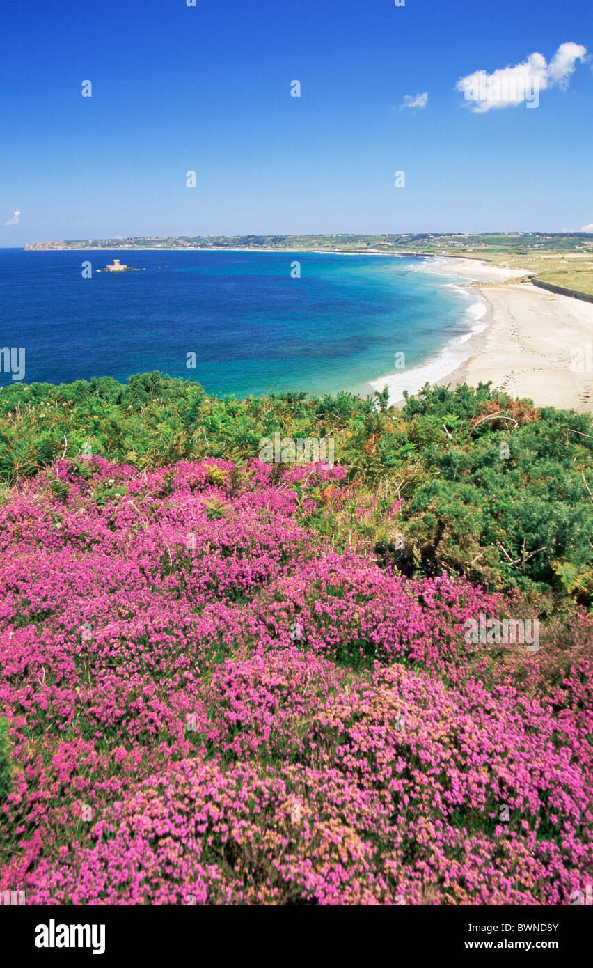 Isole del Canale isola di Jersey St. Ouen Bay St. Ouens Bay costa litorale costiero di Fiori Fiori Selvatici calore Foto Stock