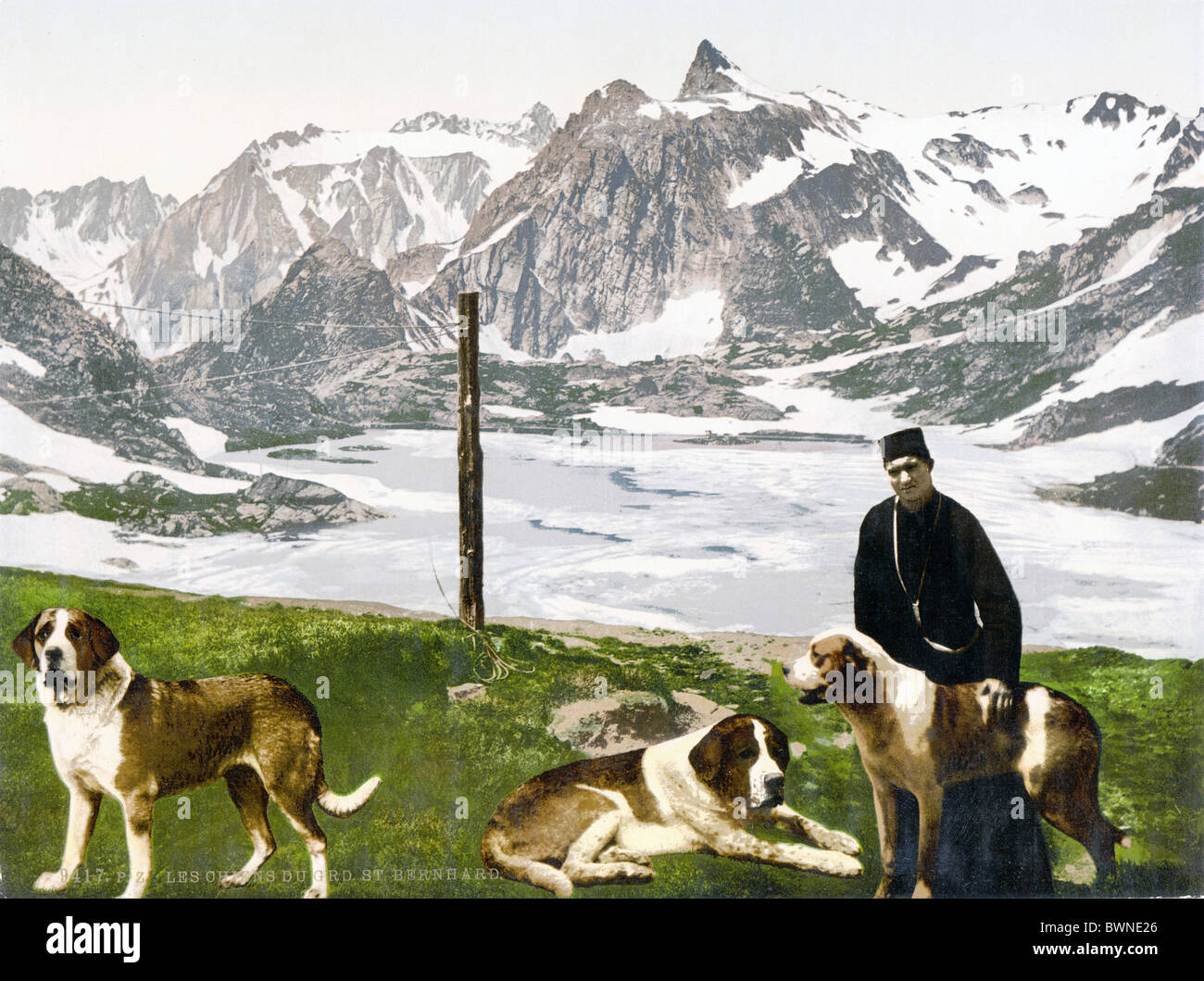 Svizzera Europa San Bernardo cani Canton Vallese Photochrom storia storico 1890-1910 storico mountain Foto Stock