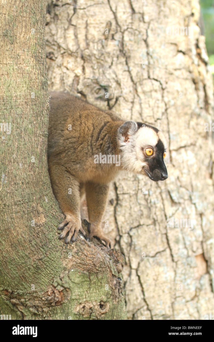 Mayotte Maki lemure marrone il Eulemur fulvus mayottensis Francia Europa Oltremare collettività Oceano Indiano Comore ho Foto Stock