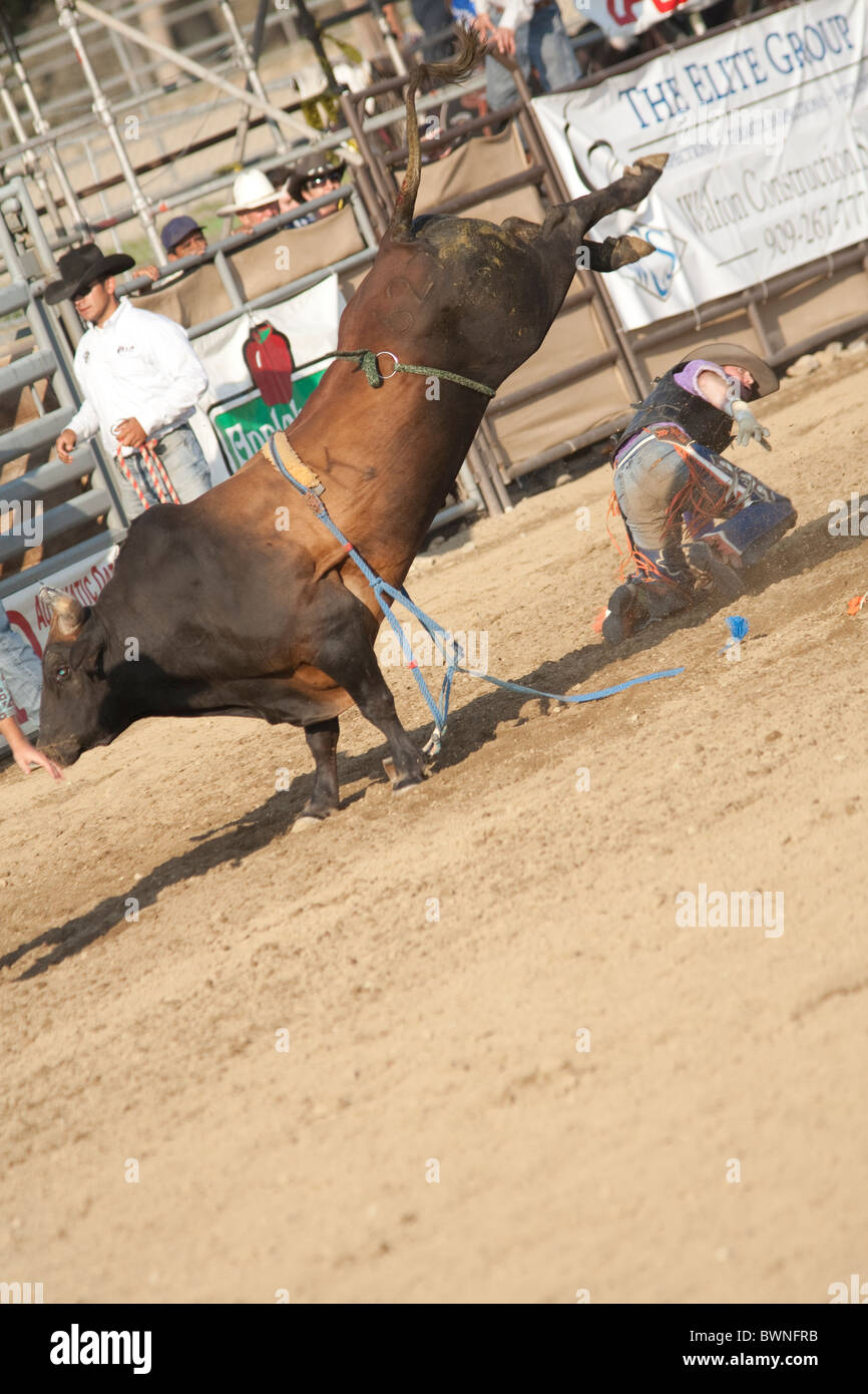 SAN DIMAS, CA - 2 ottobre: Cowboy Shawn Broctor compete nel toro di equitazione evento presso il San Dimas Rodeo il 2 ottobre 2010. Foto Stock