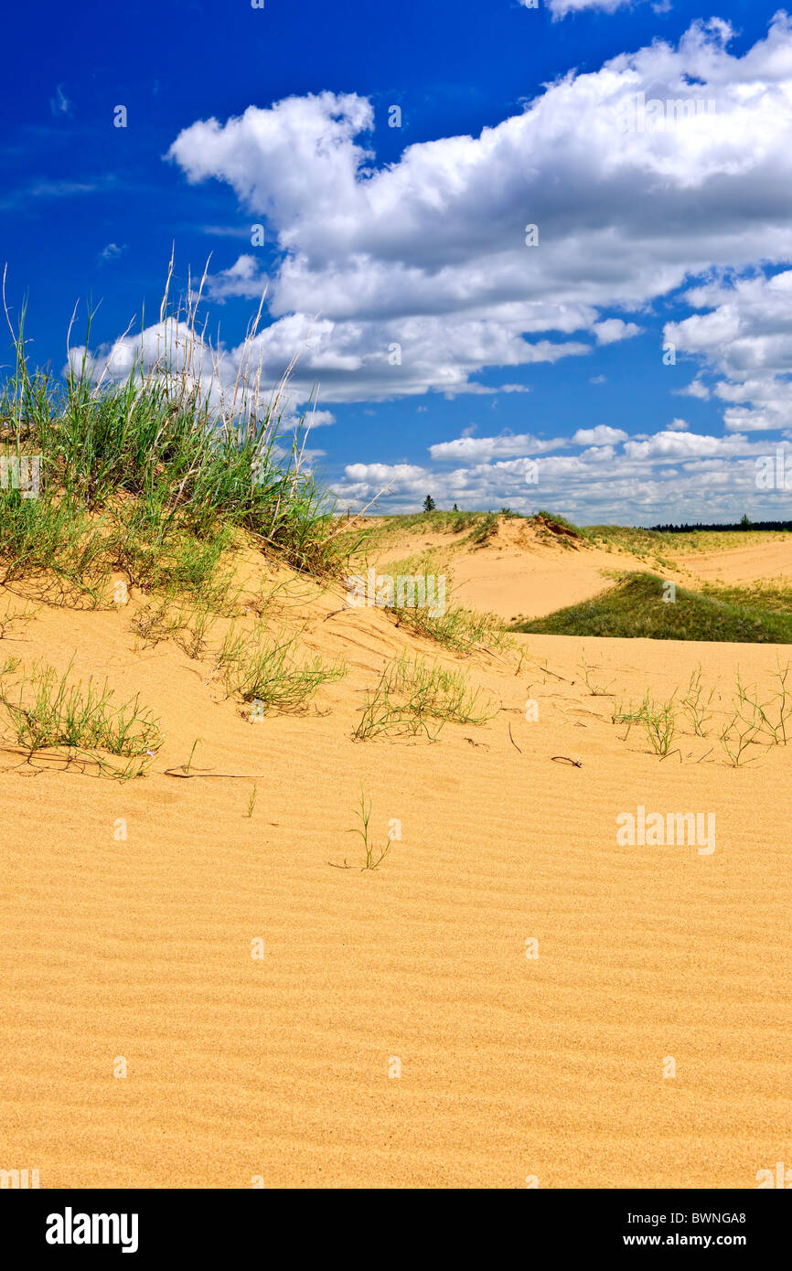 Paesaggio di spirito dune di sabbia in boschi di abete rosso Parco Provinciale, Manitoba, Canada Foto Stock