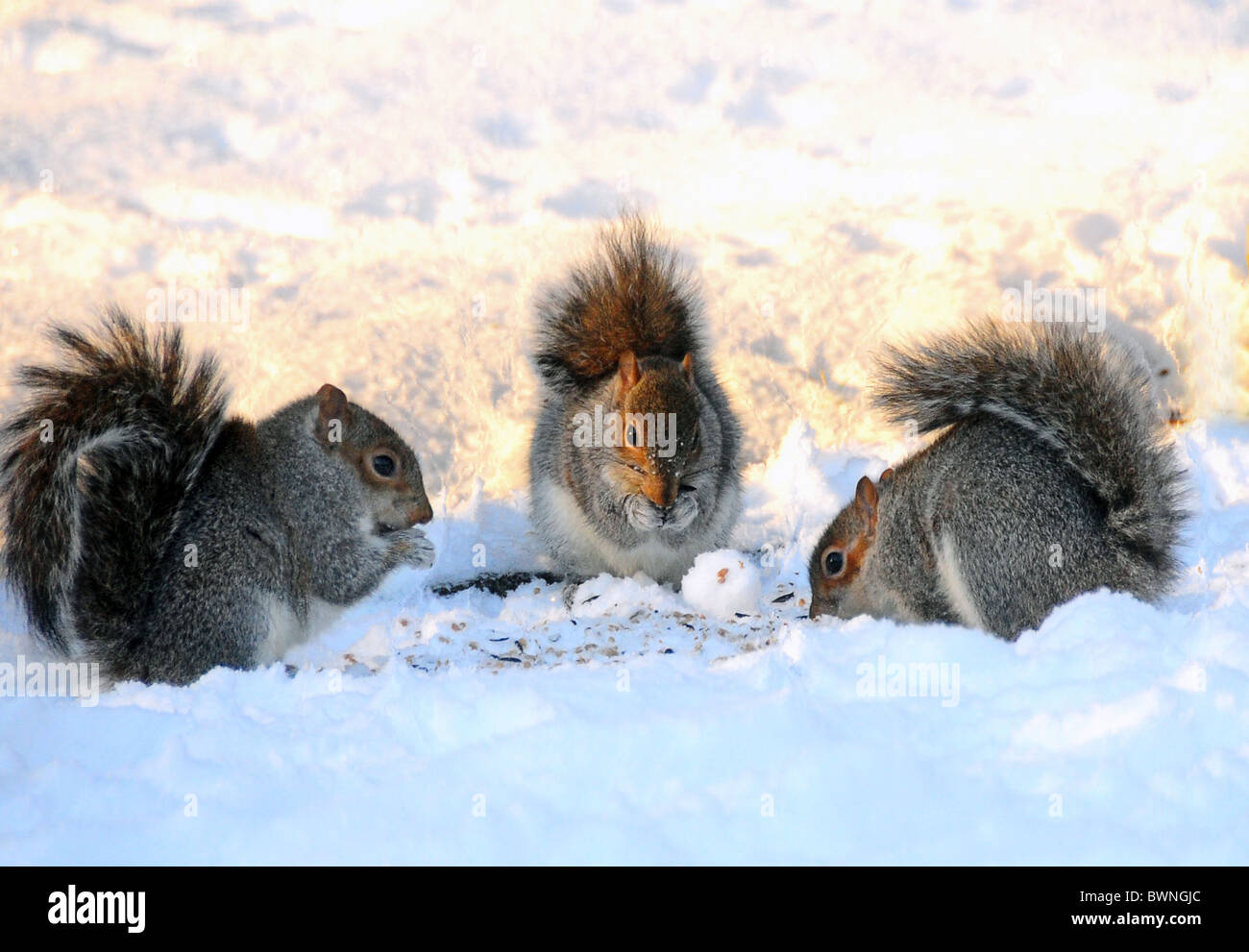 Gli scoiattoli grigi di mangiare i dadi nella neve in inverno , Edimburgo , in Scozia Foto Stock