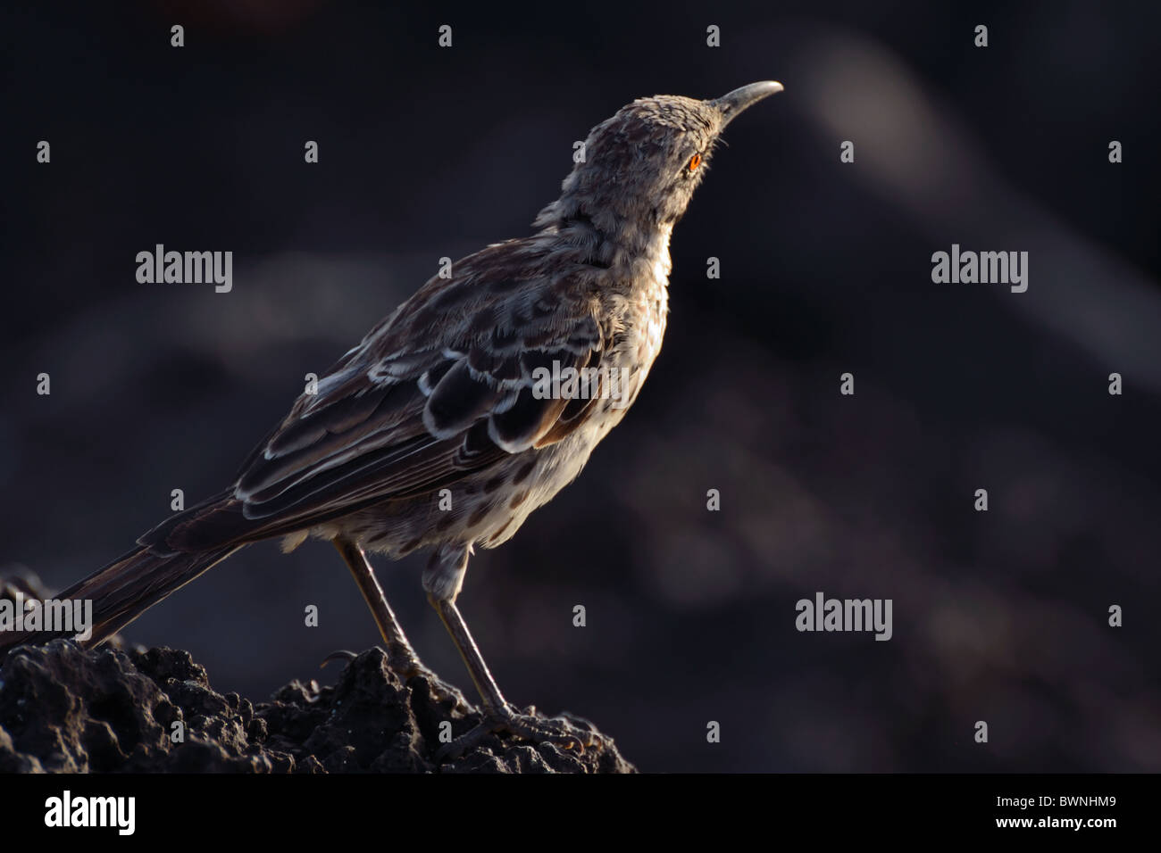 Il cofano Mockingbird Foto Stock