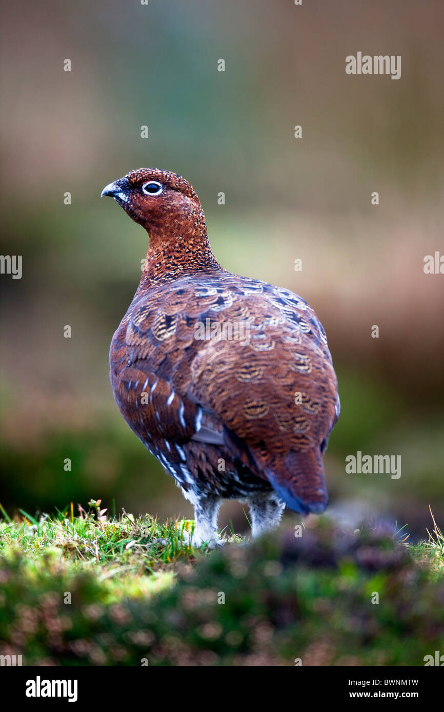 Red Grouse; Lagopus lagopus scoticus ssp; femmina; Yorkshire Foto Stock
