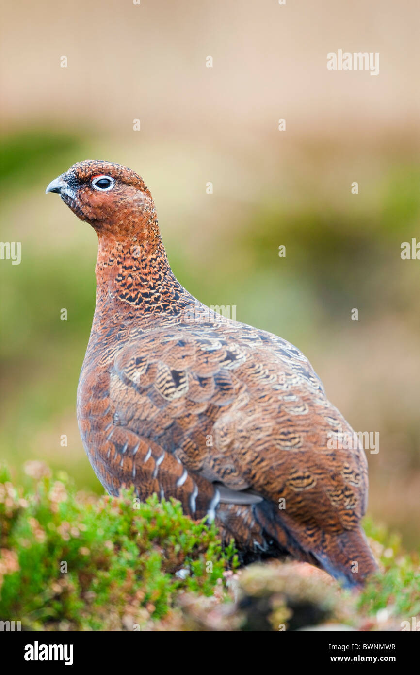 Red Grouse; Lagopus lagopus scoticus ssp; Yorkshire Foto Stock