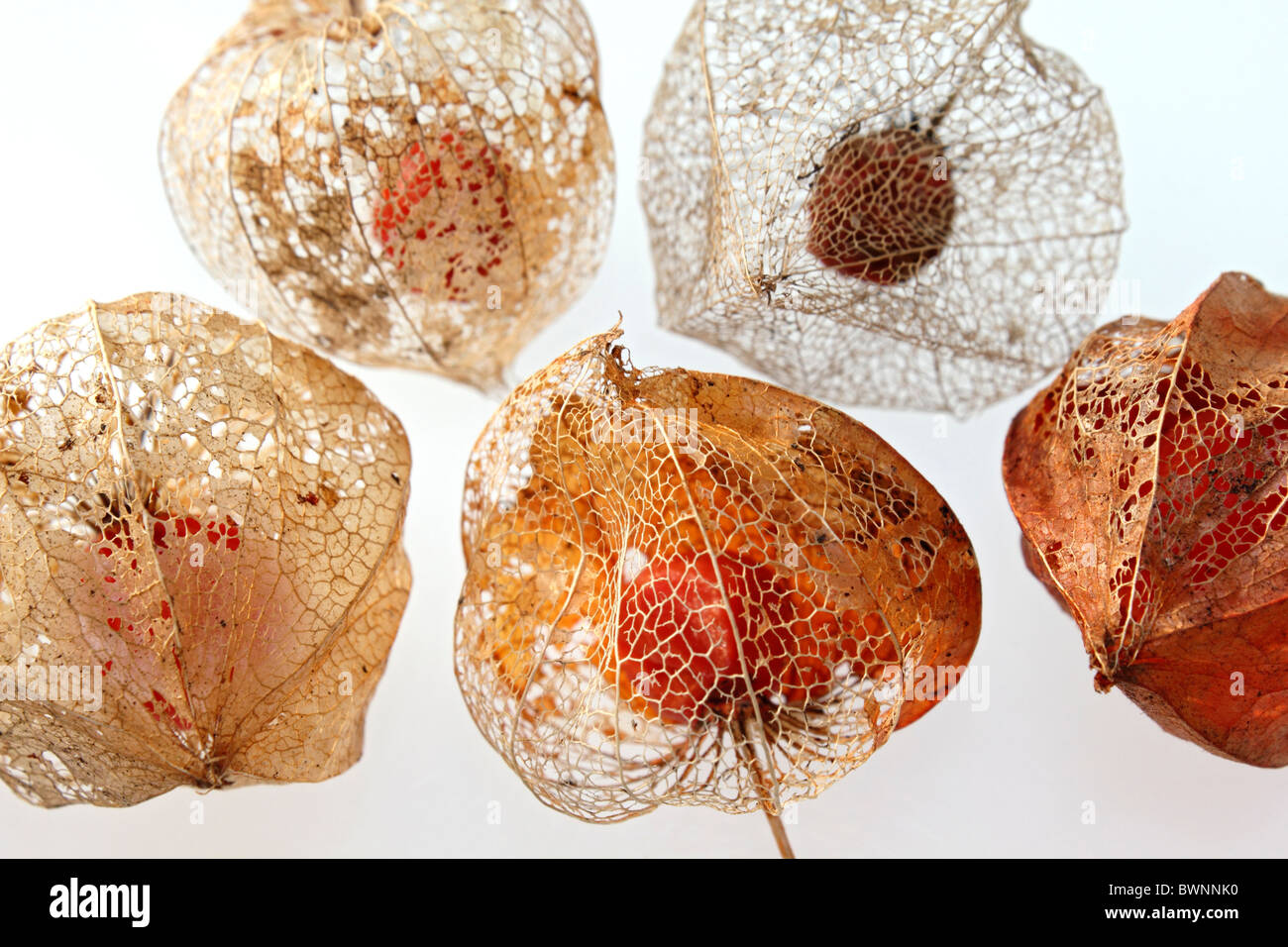 Lo scheletro baccelli di semi di Physalis alkekengi o Lanterna cinese, studio immagine. Foto Stock