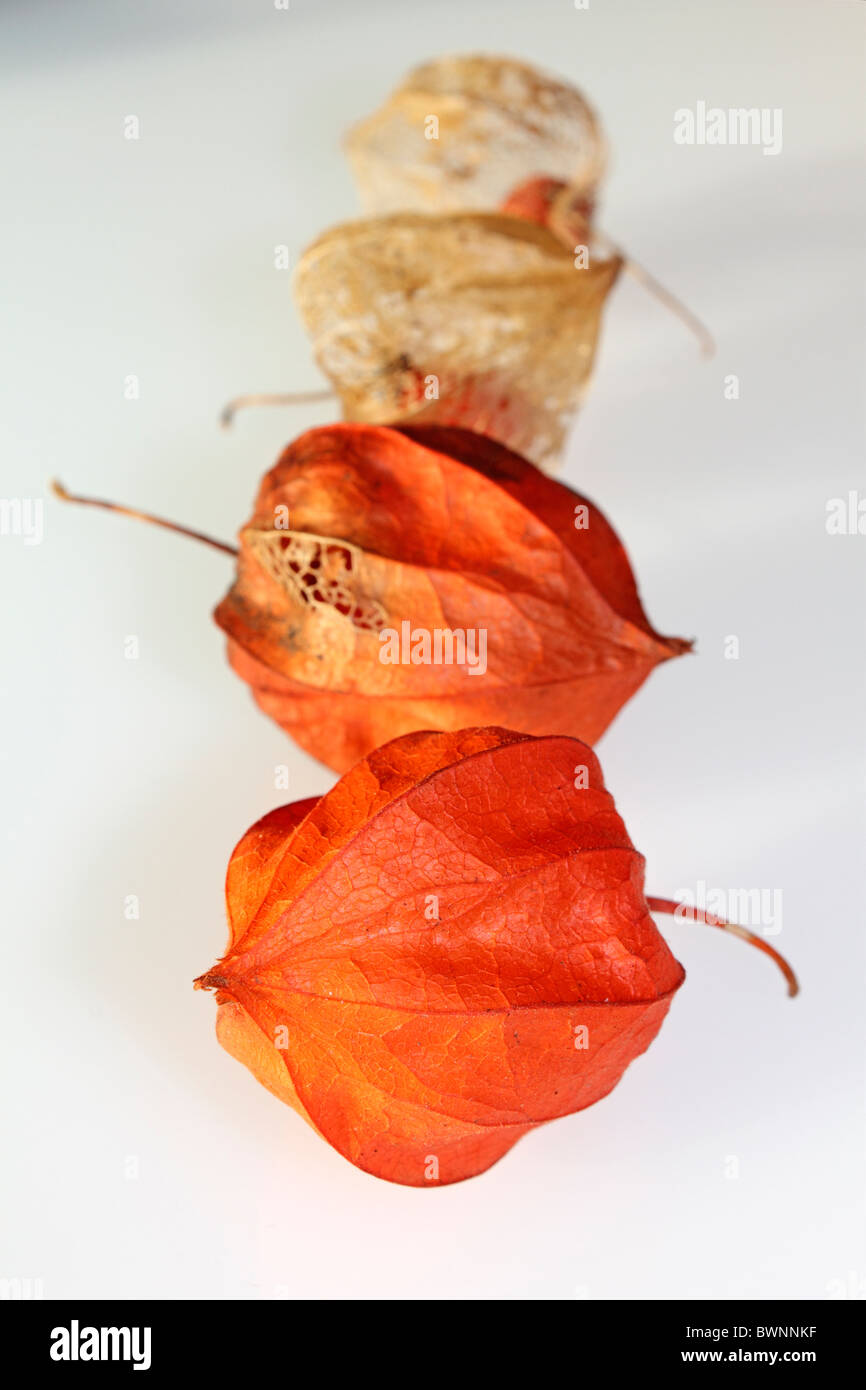 L'arancione baccelli di semi di Physalis alkekengi o Lanterna cinese, studio immagine. Foto Stock