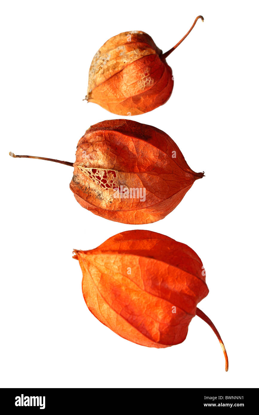 L'arancione baccelli di semi di Physalis alkekengi o Lanterna cinese, studio immagine. Foto Stock