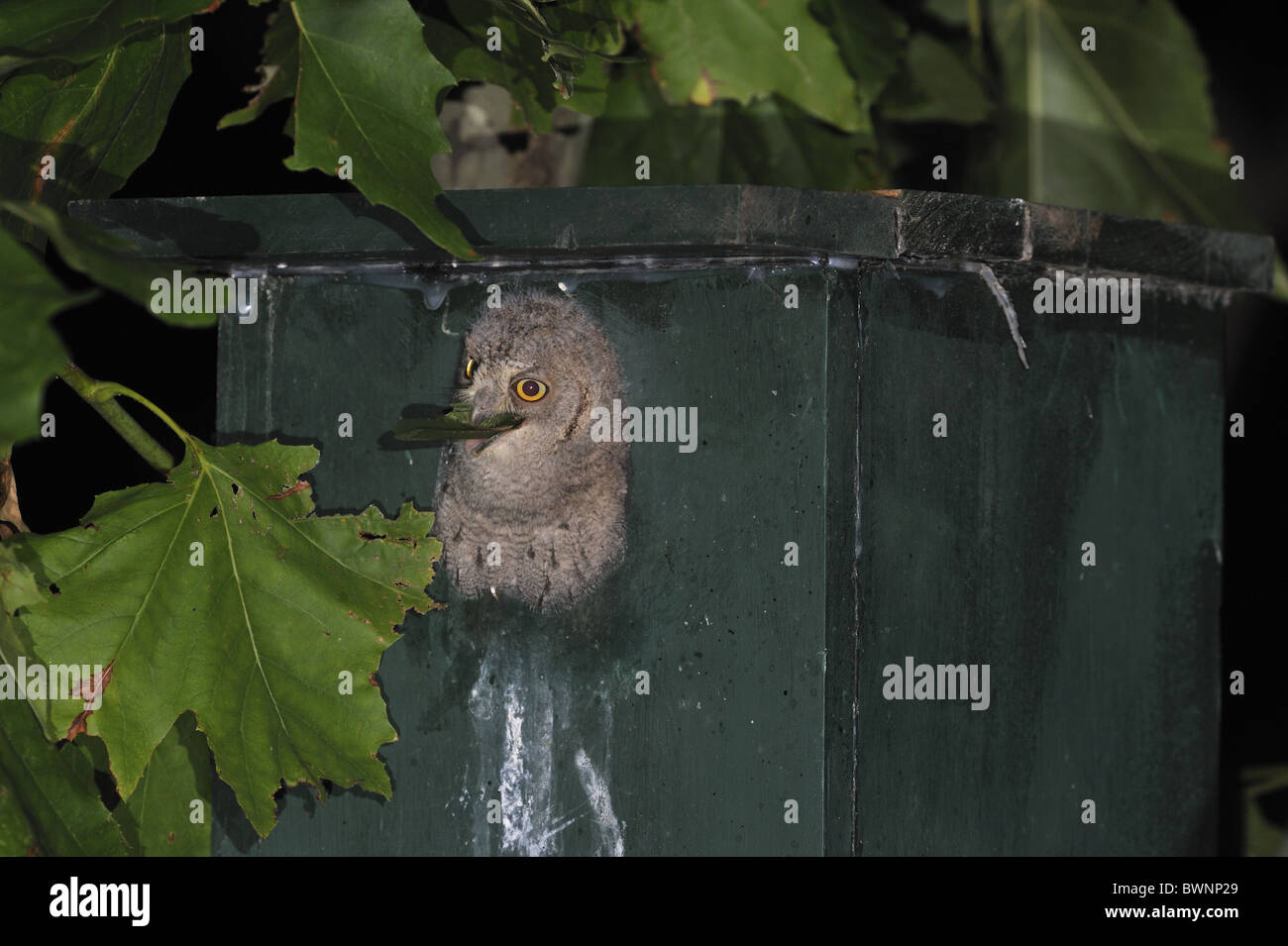 Assiolo - Eurasian assiolo - europeo assiolo (Otus scops) chick deglutizione grande preda - estate Foto Stock