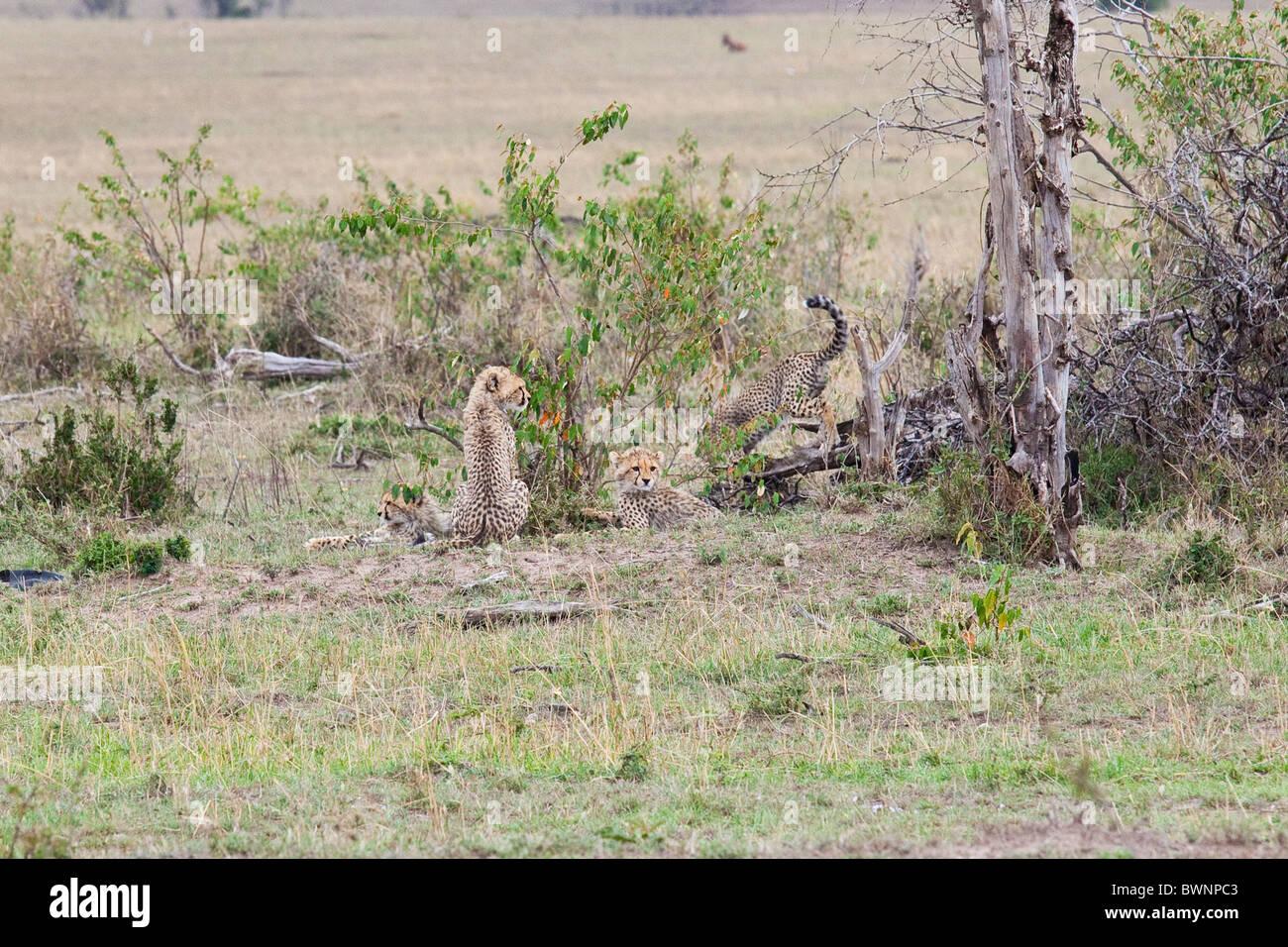 Baby ghepardi, il Masai Mara, Kenya Foto Stock