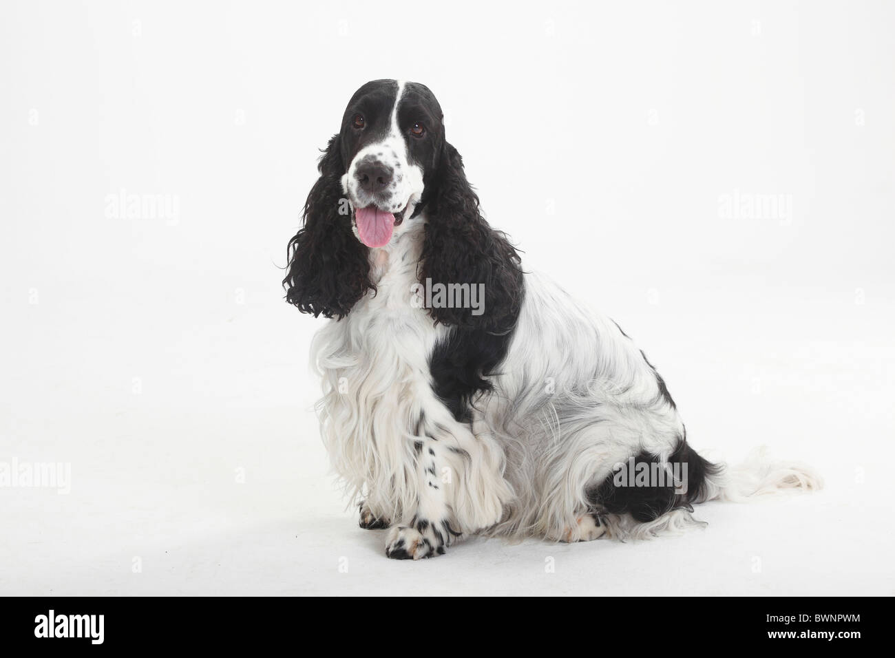 English Cocker Spaniel, in bianco e nero Foto Stock