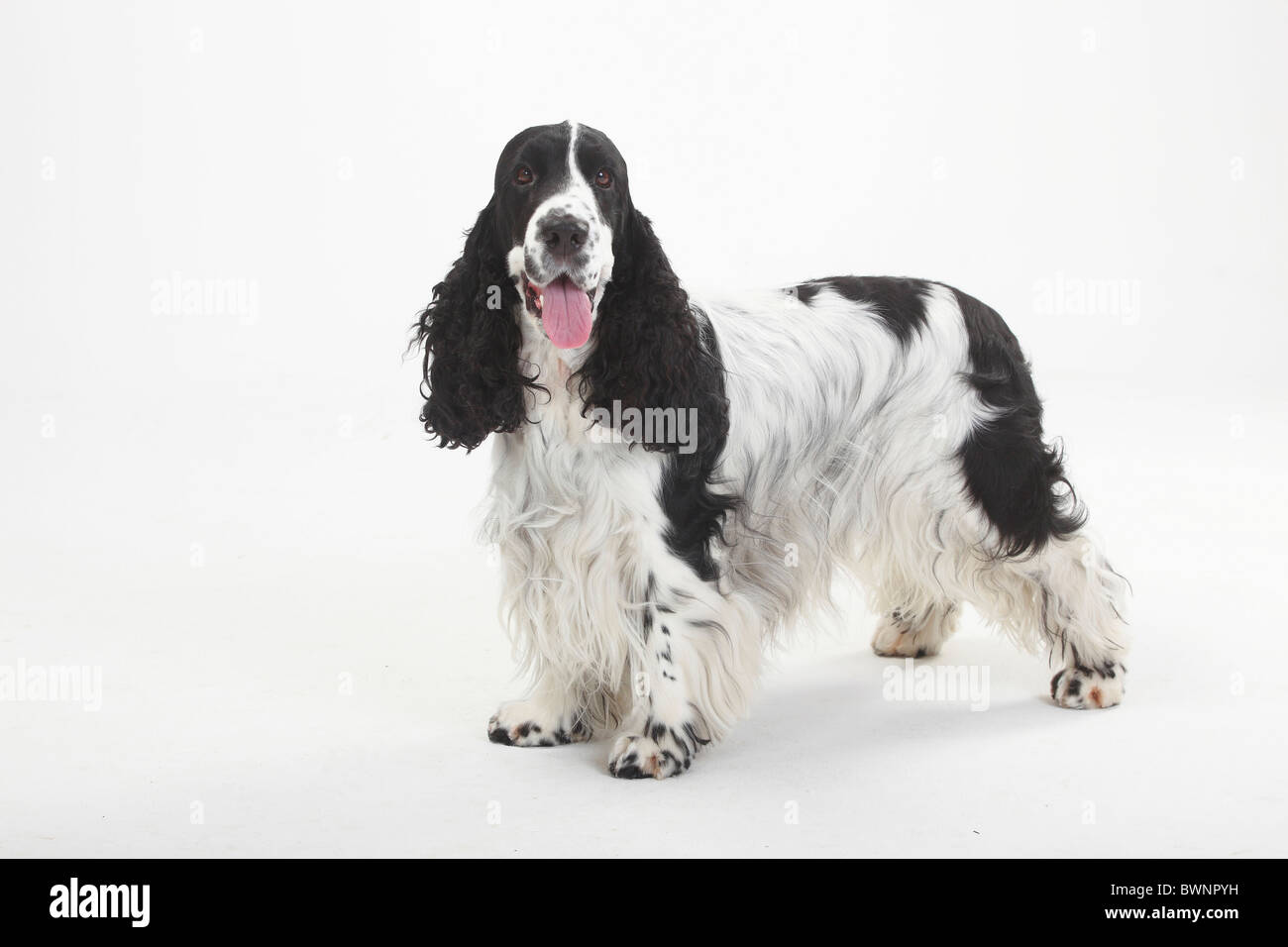 English Cocker Spaniel, in bianco e nero Foto Stock