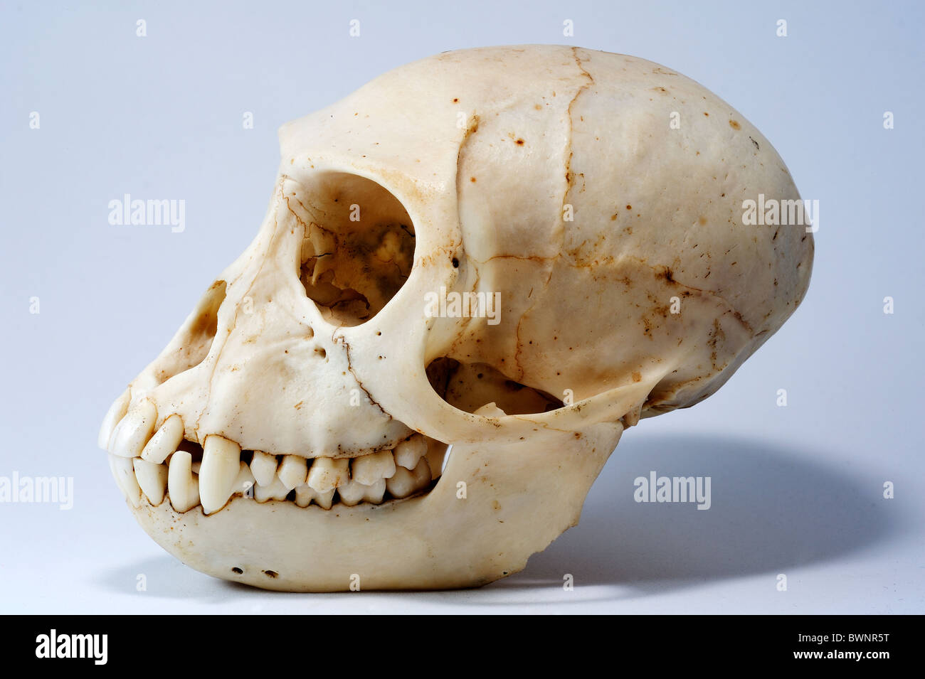 Cranio di un Black-Faced Vervet Monkey Chlorocebus pygerythrus (ex Cercopithecus aethiops) Foto Stock