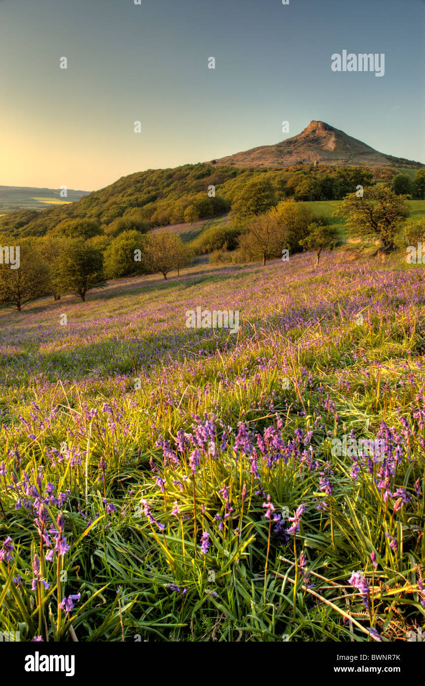 Bluebells a Roseberry Topping, North Yorkshire Foto Stock