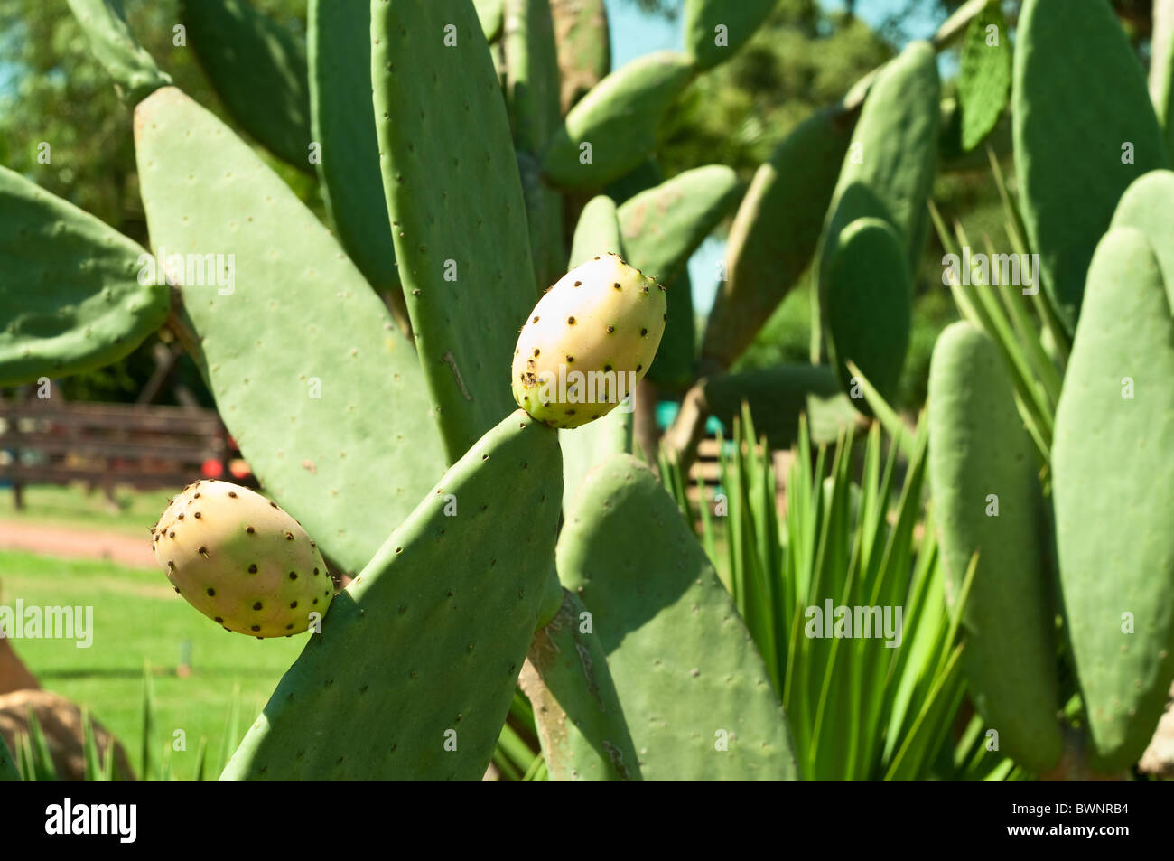 Paputsosiko (Opuntia)- frutta esotica di Cipro Foto Stock