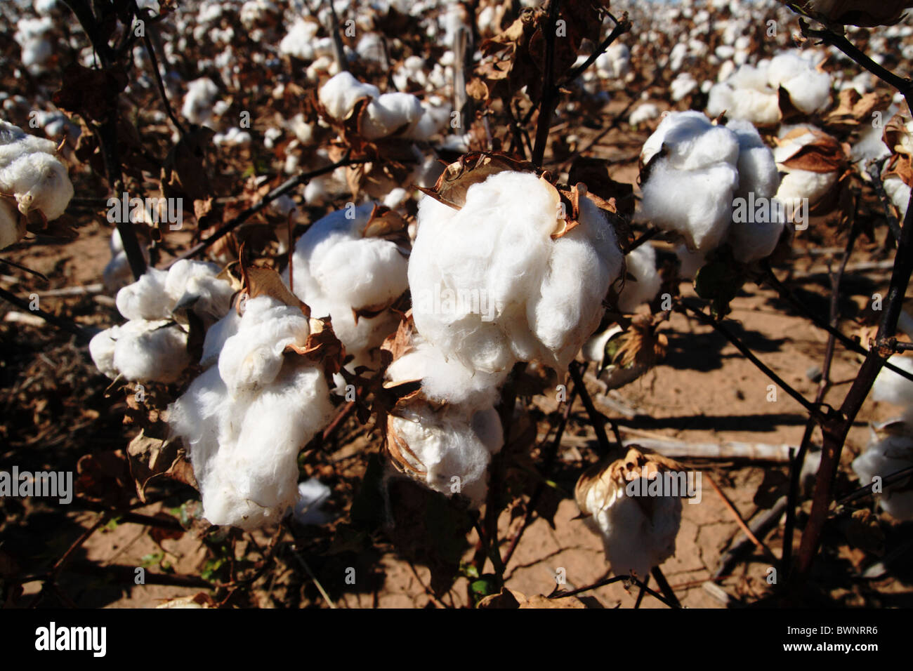 Il cotone bolls in un campo di cotone in Texas Panhandle pronto per il raccolto Foto Stock