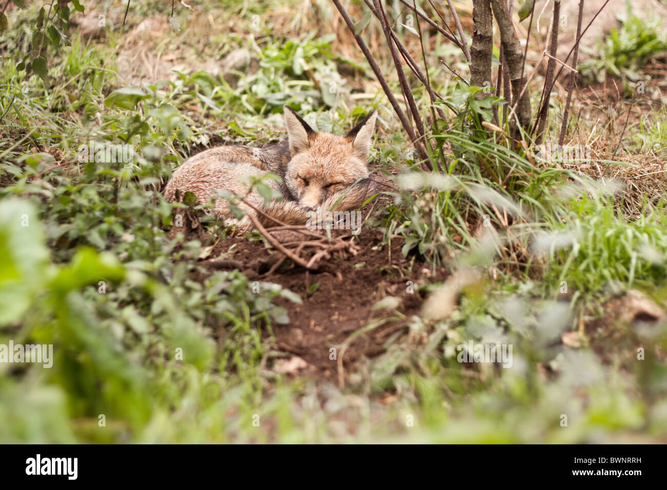 Fox dormire in Vila Nova de Gaia (Portogallo) Foto Stock