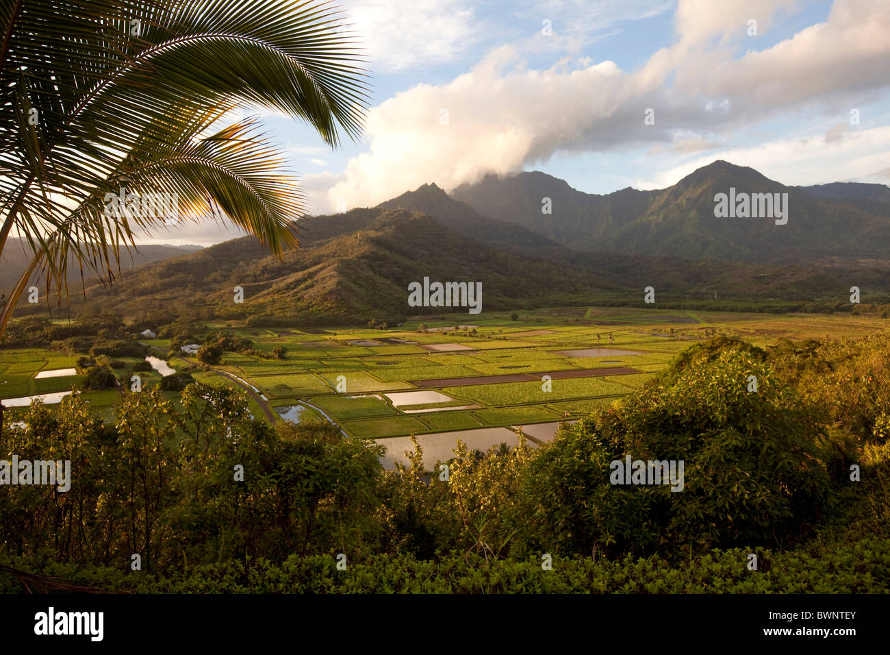 Campo di Taro, Valle di Hanalei,Kauai, Hawaii Foto Stock