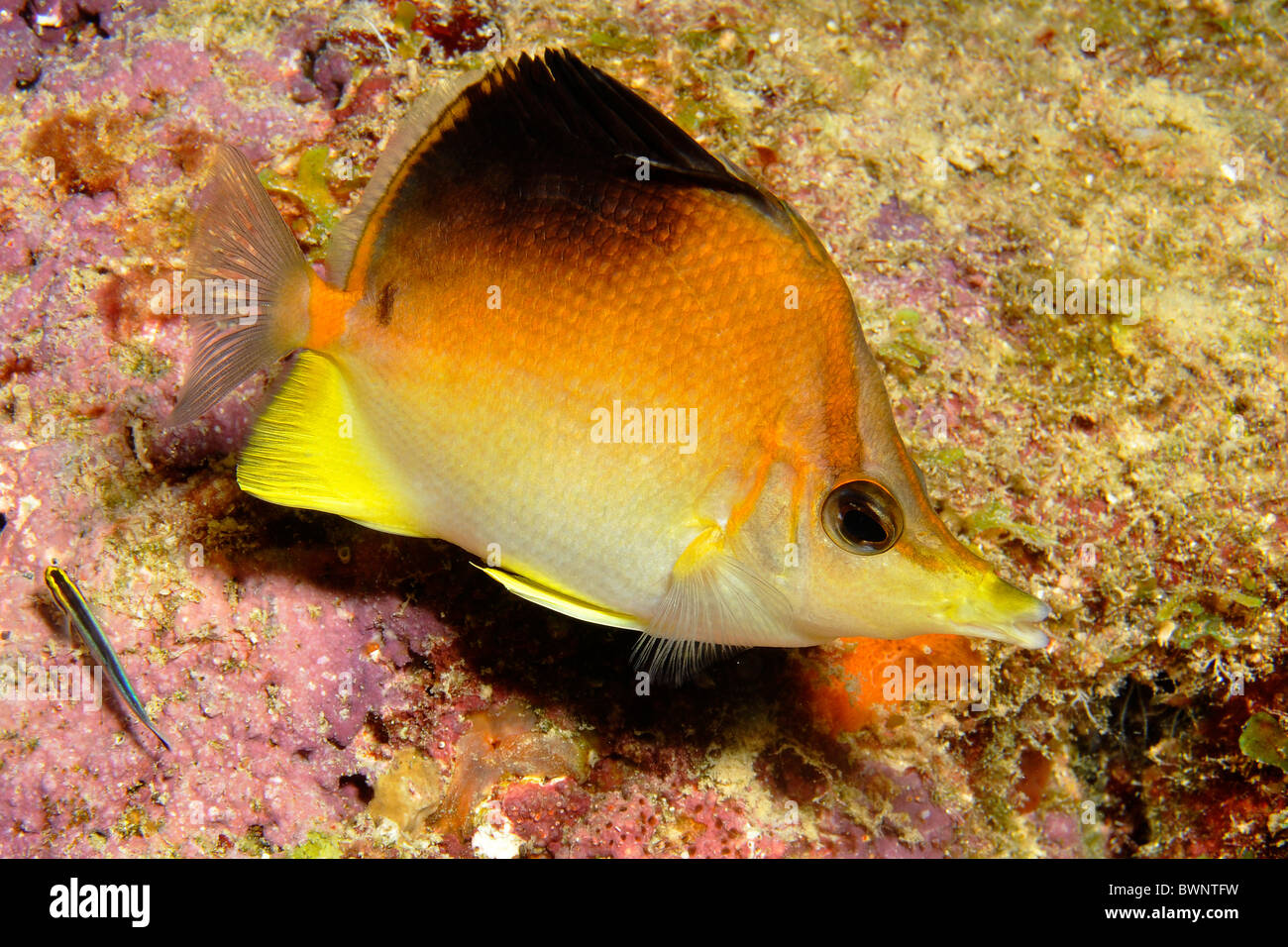 Caraibi longsnout butterflyfish, Chaetodon aculeatus, Bonaire. Foto Stock