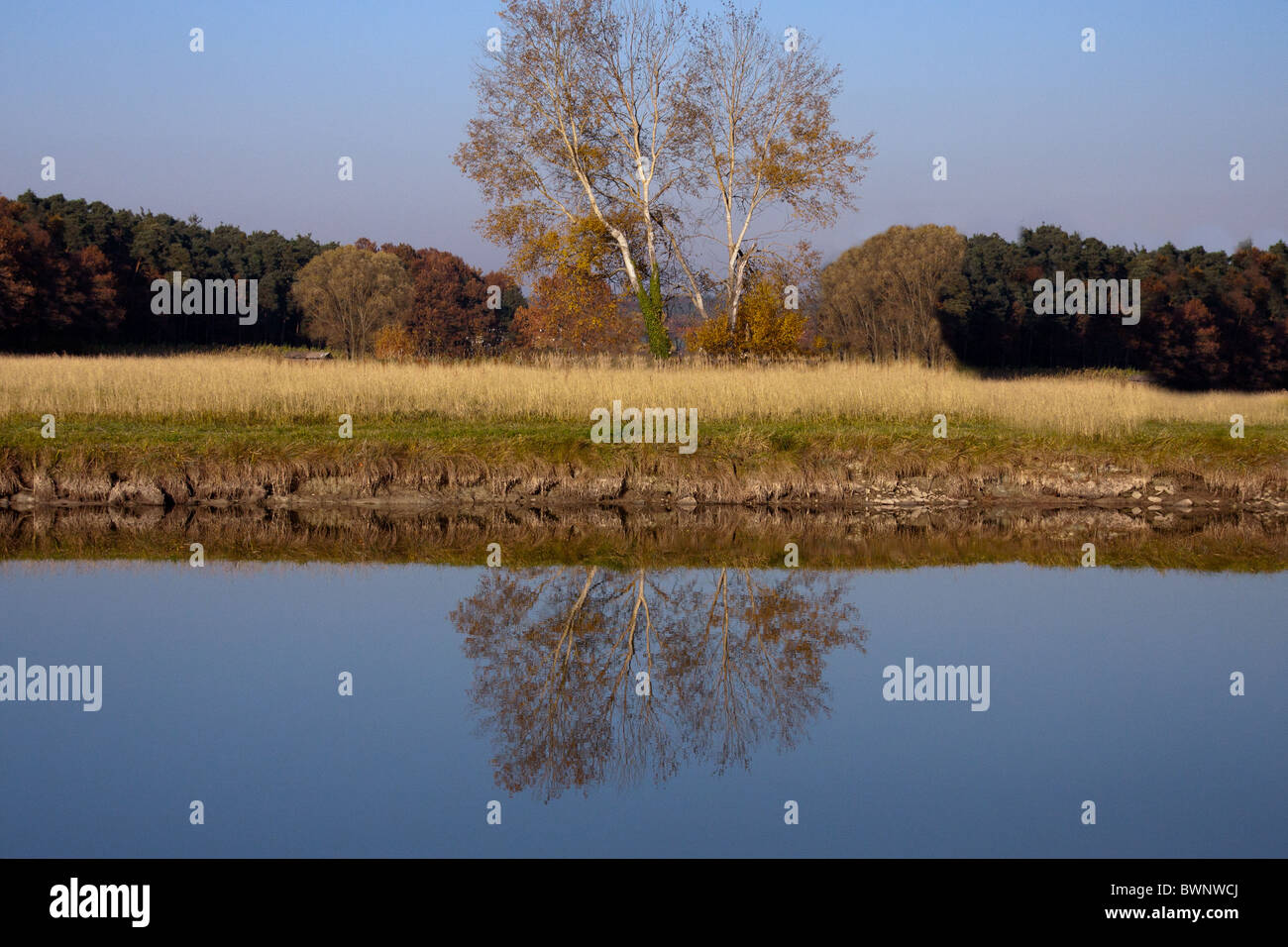 In autunno gli alberi con acqua la riflessione in un lago Foto Stock