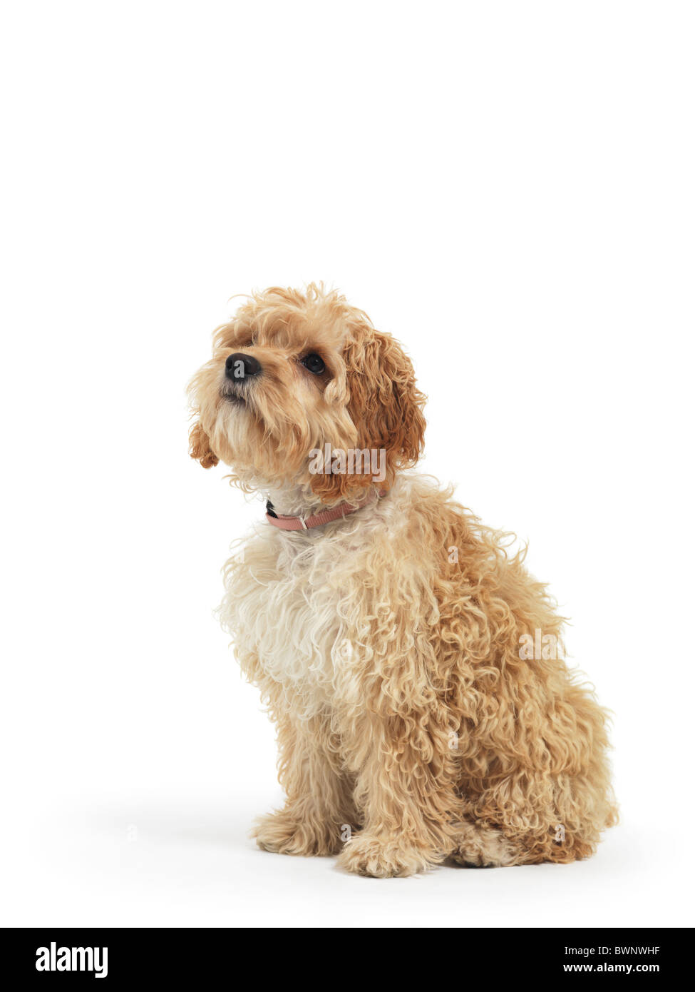 Cockapoo croce simpatico cane di razza del cocker spaniel e un barboncino isolati su sfondo bianco Foto Stock