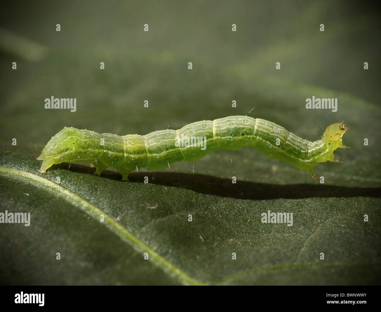 Caterpillar verde su una foglia stretta fino Foto Stock