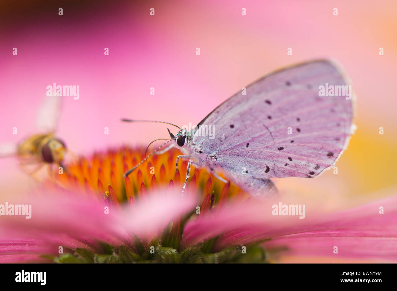 Un unico comune blue butterfly - Polyommatus icarus su un cono viola flower - echinacea purpurea con un hoverfly Foto Stock