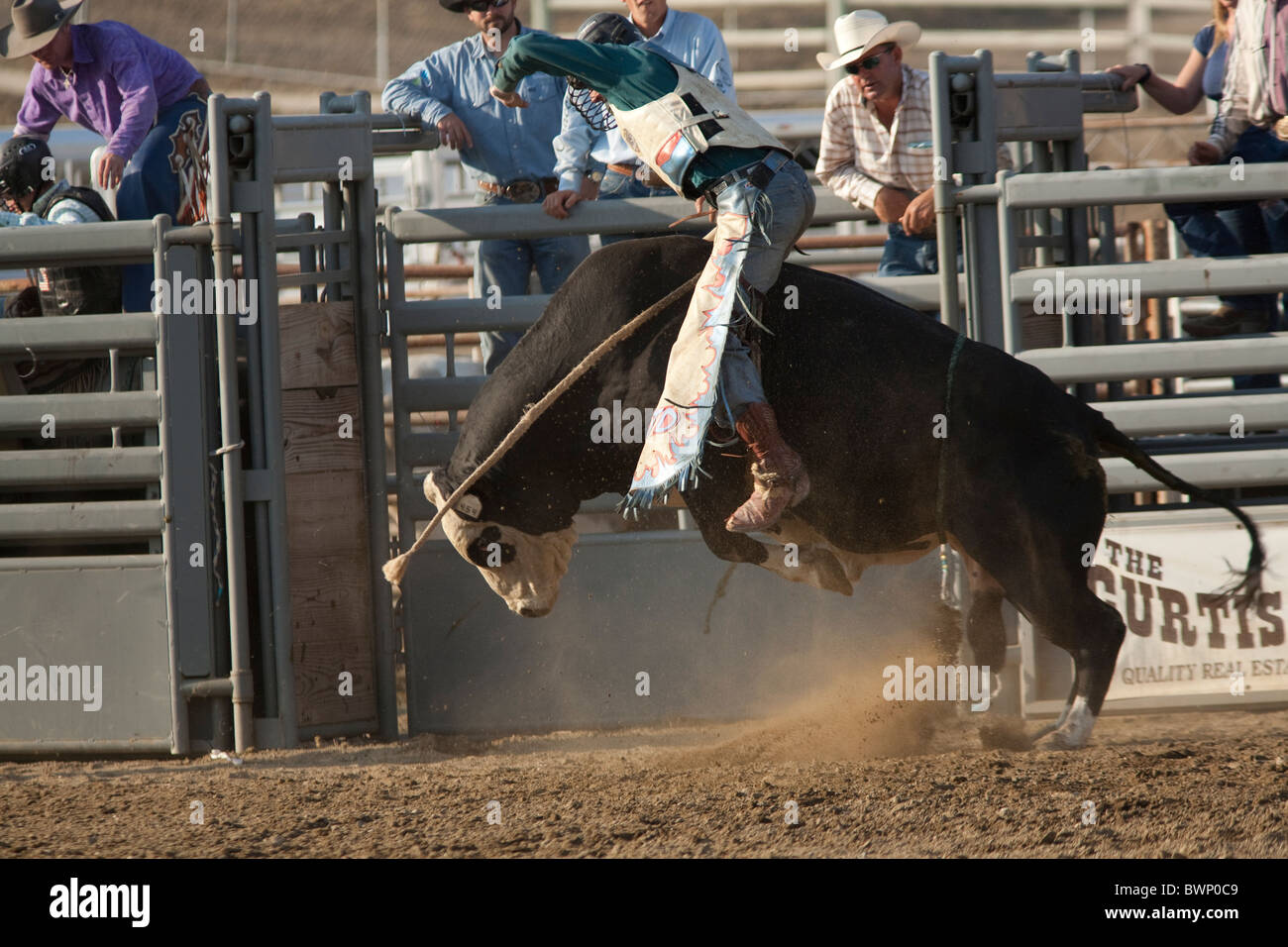 SAN DIMAS, CA - 2 ottobre: Cowboy Josh Daries compete nel toro di equitazione evento presso il San Dimas Rodeo il 2 ottobre 2010. Foto Stock