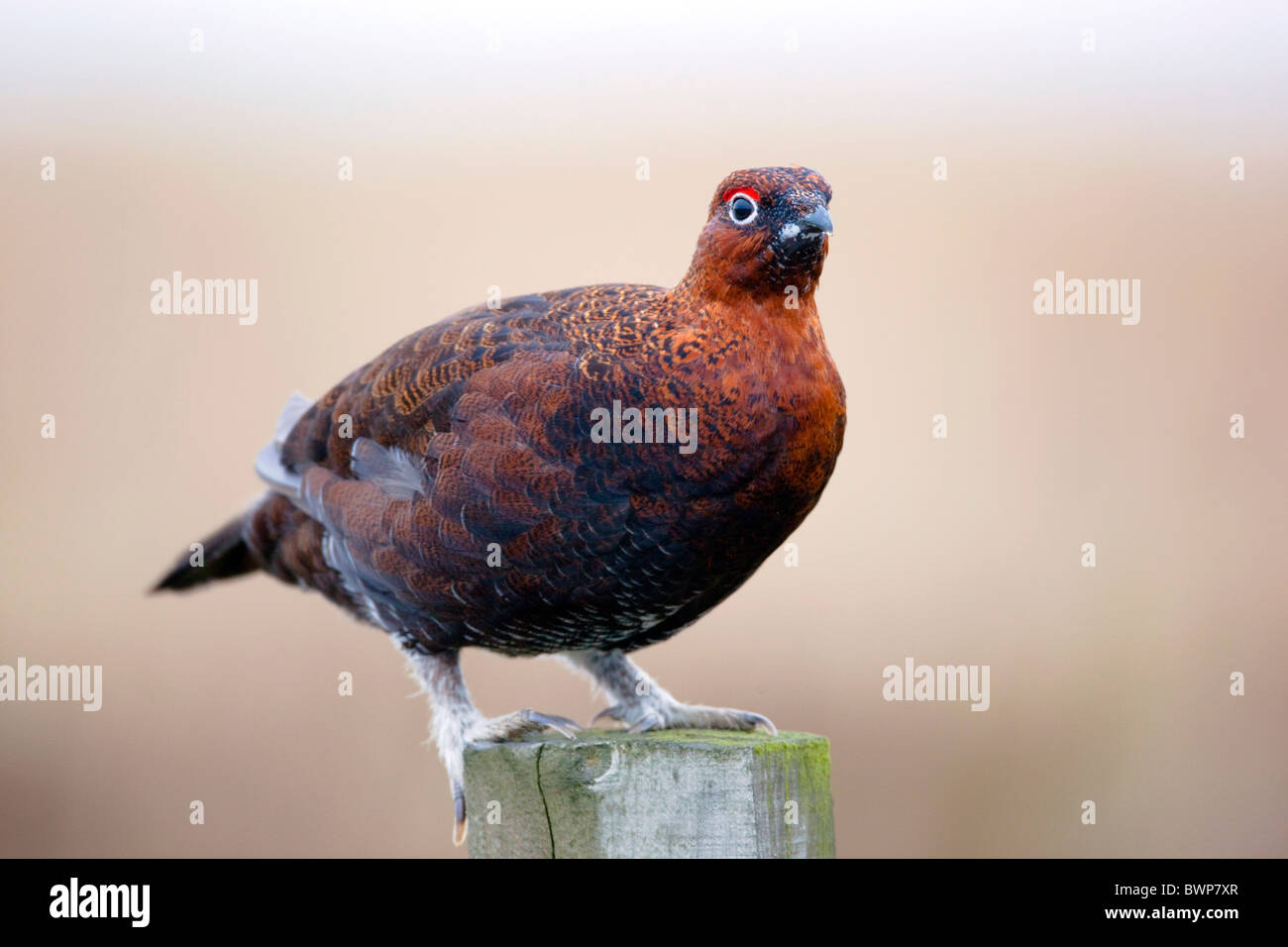Red Grouse; Lagopus lagopus scoticus ssp; sul palo da recinzione; Yorkshire Foto Stock
