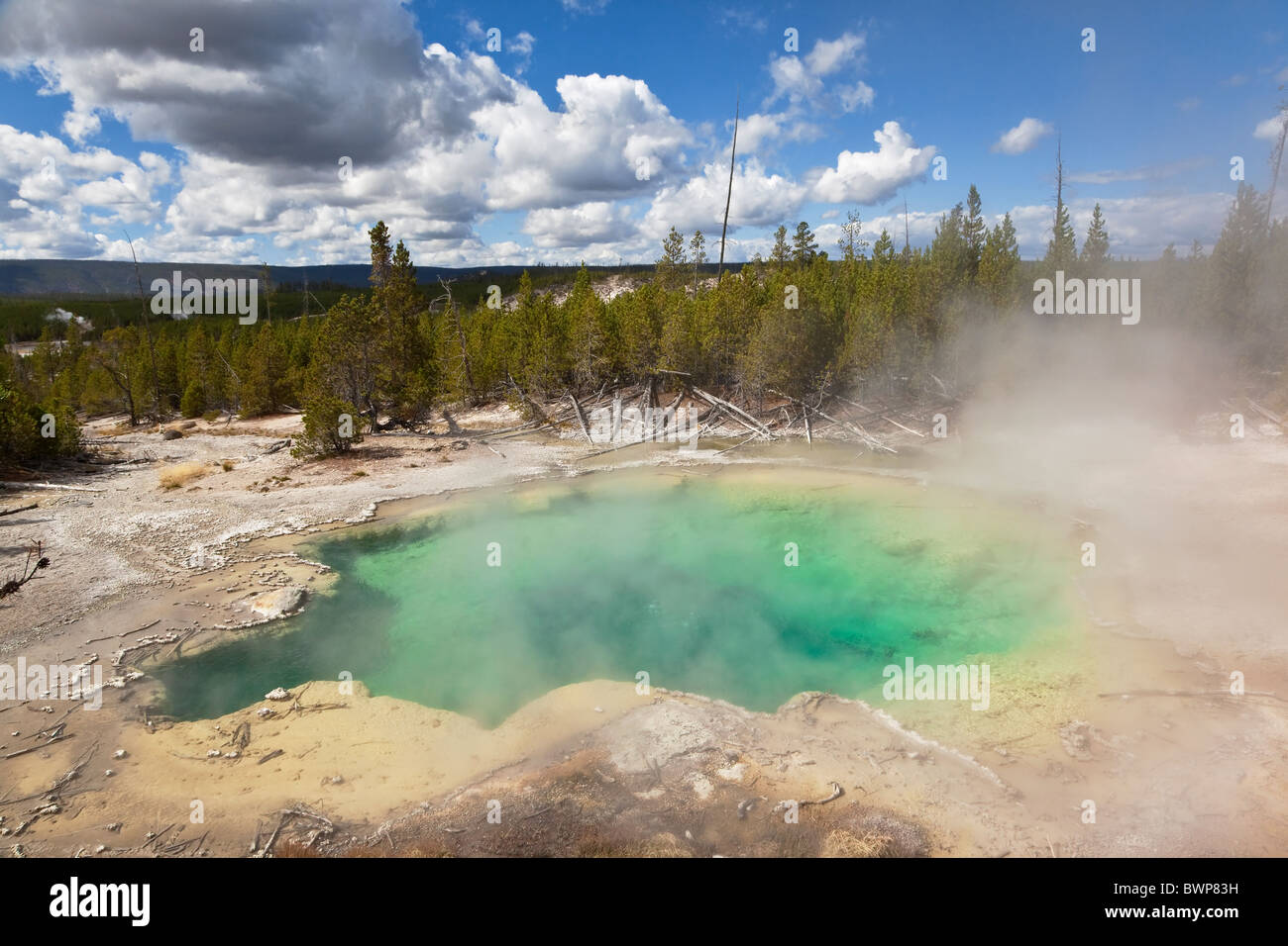 Molla di smeraldo a Norris basin nel Parco Nazionale di Yellowstone Foto Stock
