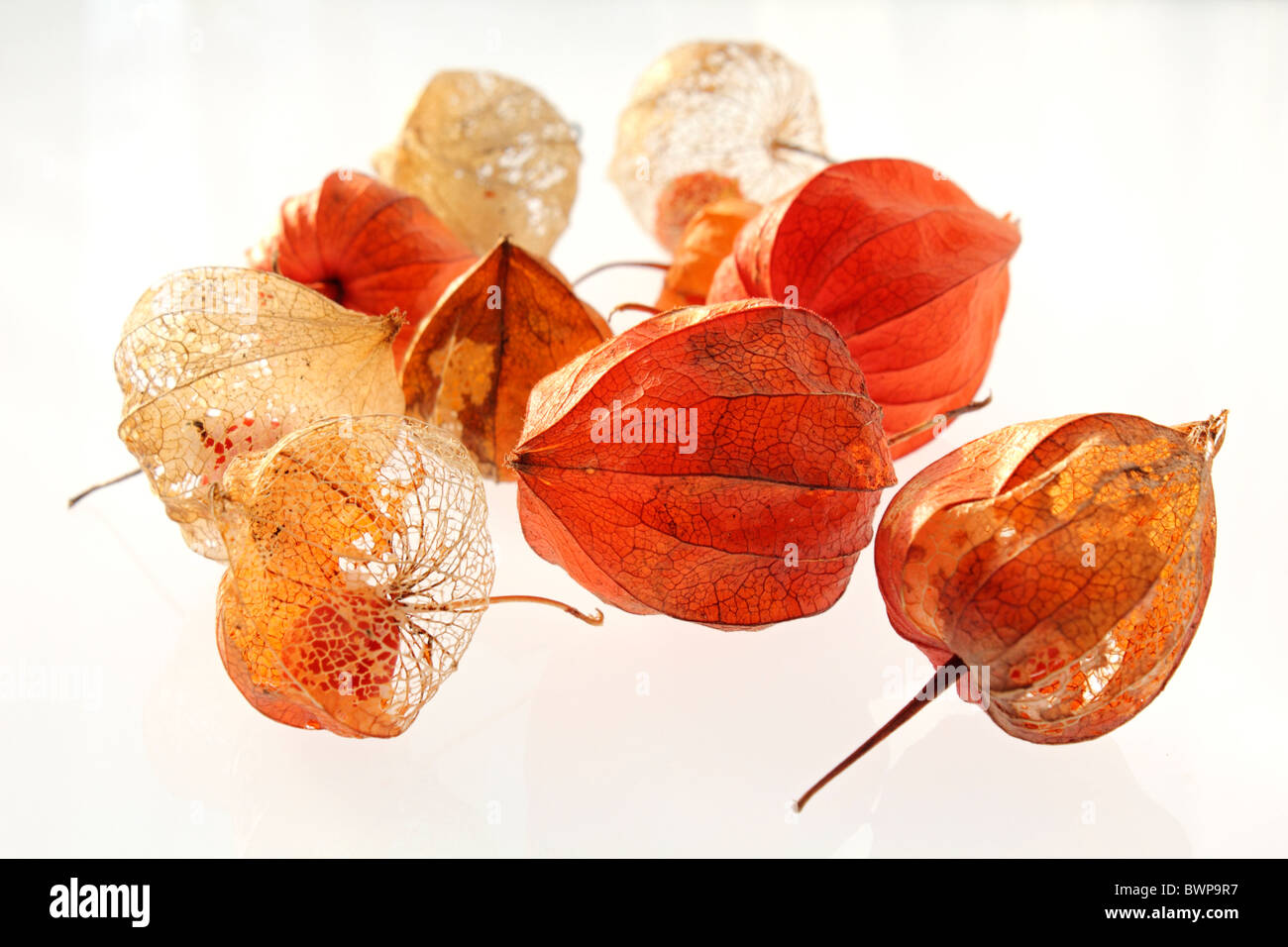 L'arancione baccelli di semi di Physalis alkekengi o Lanterna cinese, studio immagine. Foto Stock