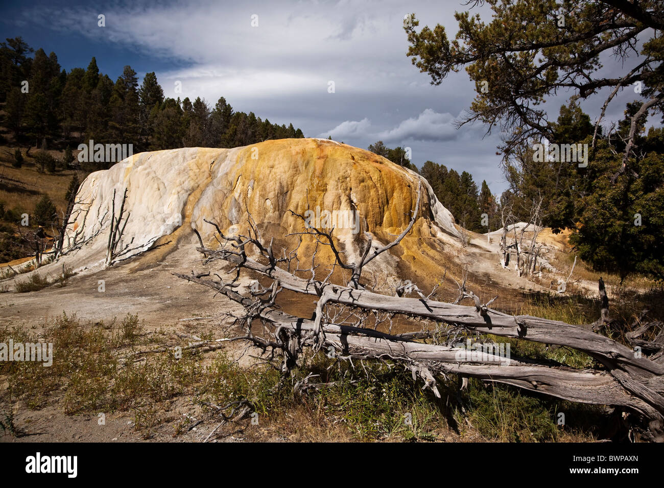 Mammoth arancione del tumulo di Primavera nel Parco Nazionale di Yellowstone - USA Foto Stock