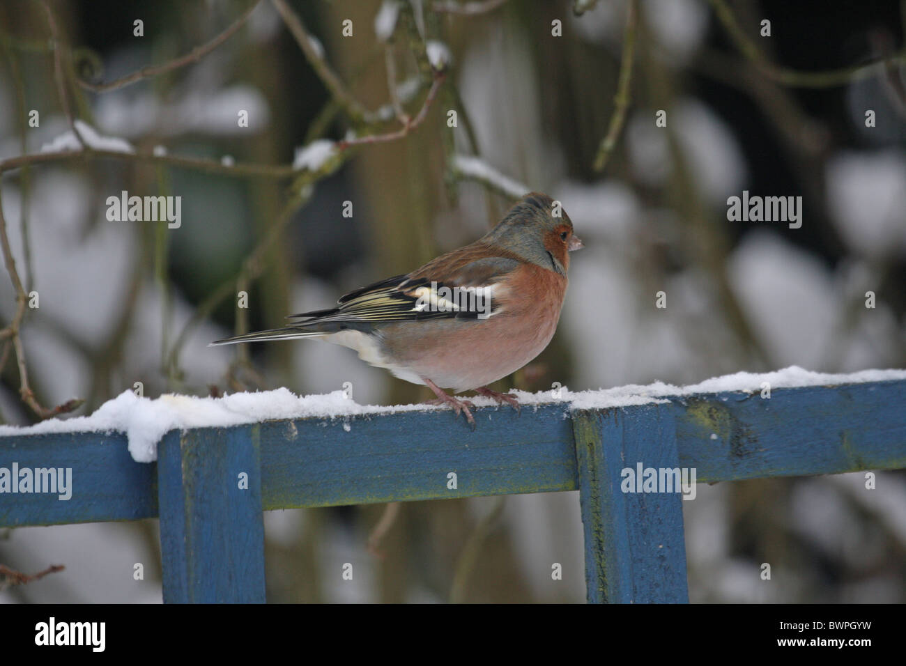 Fringuello maschio su una recinzione Foto Stock