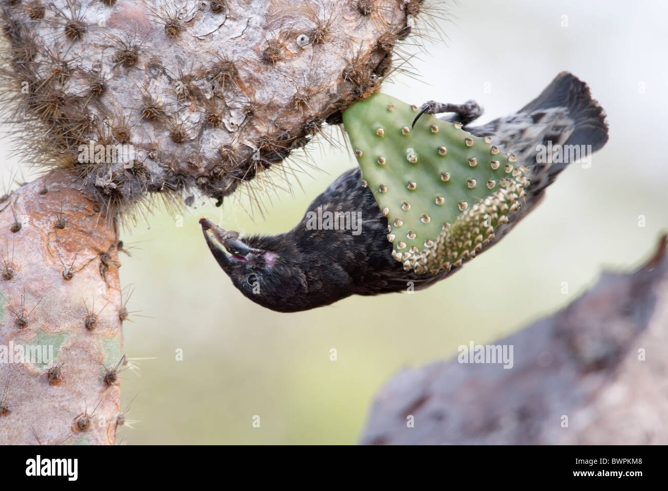 Cactus-Finch comune, maschio sull isola di Santa Cruz, Galapagos alimentazione o bere da un gigante di ficodindia Cactus Foto Stock
