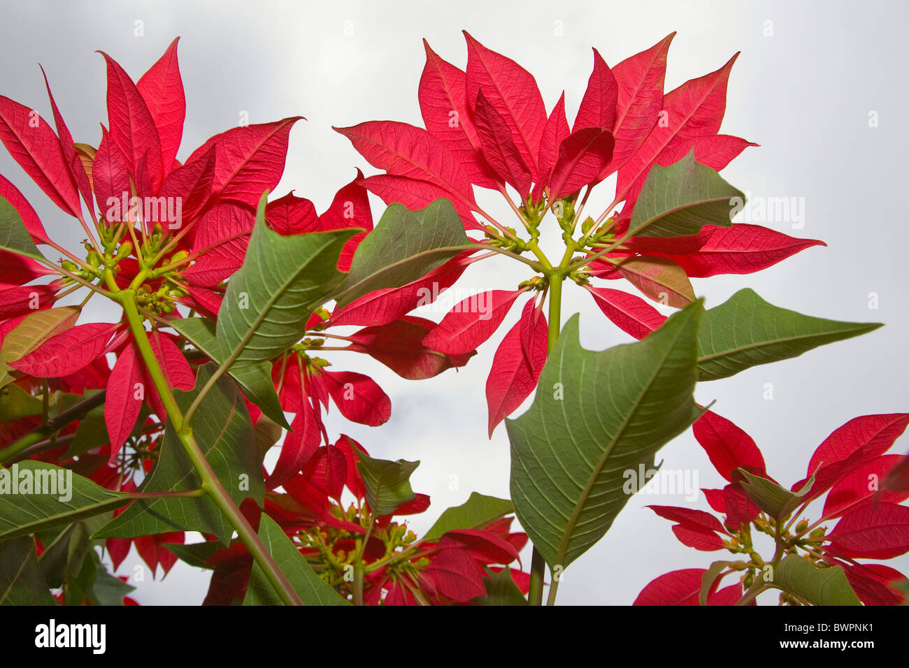 Poinsettia o Euphorbia pulcherrima con colore rosso brillante delle brattee e cielo nuvoloso. Foto Stock