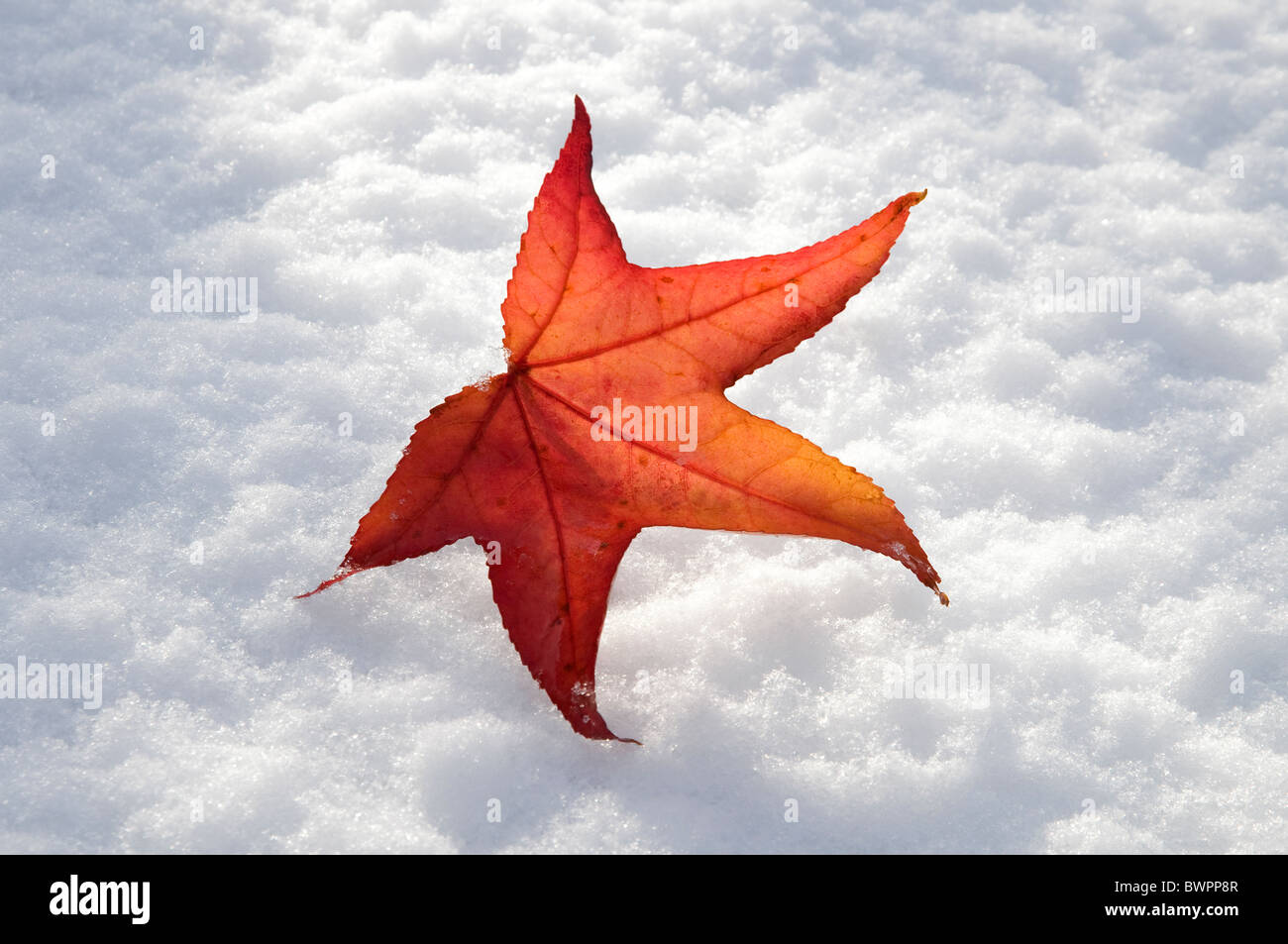 Red maple leaf sul bianco della neve Foto Stock