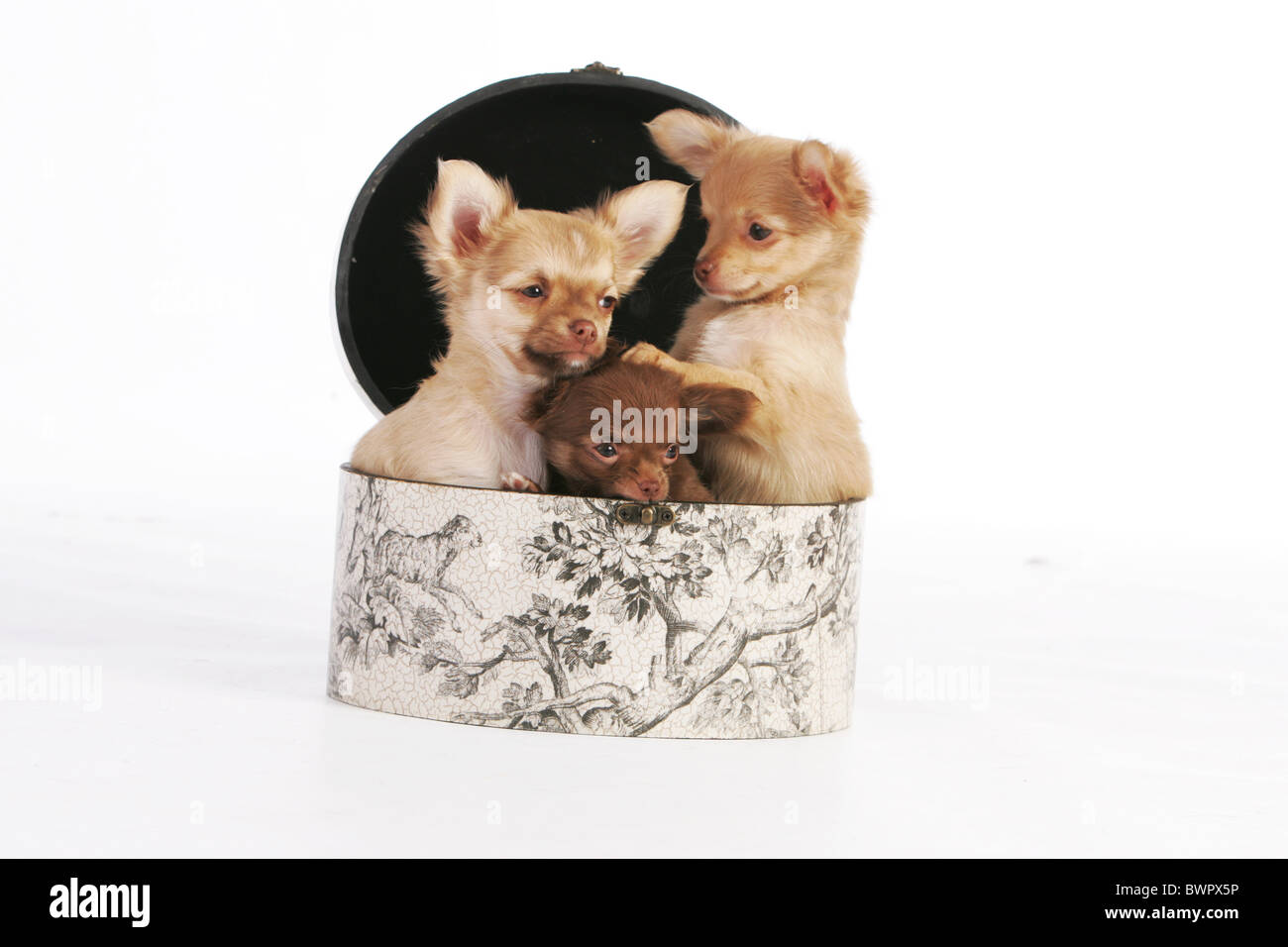 Cuccioli di Chihuahua Foto Stock
