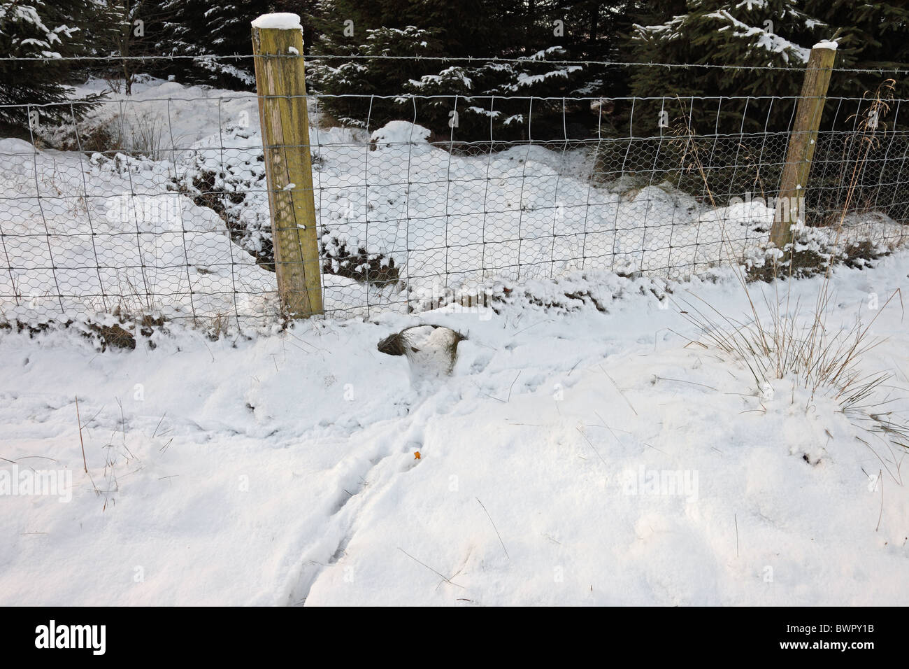 Segno di tracciamento di un foro in un recinto dove gli animali come il coniglio hanno spinto attraverso lasciando loro stampe nella neve Foto Stock