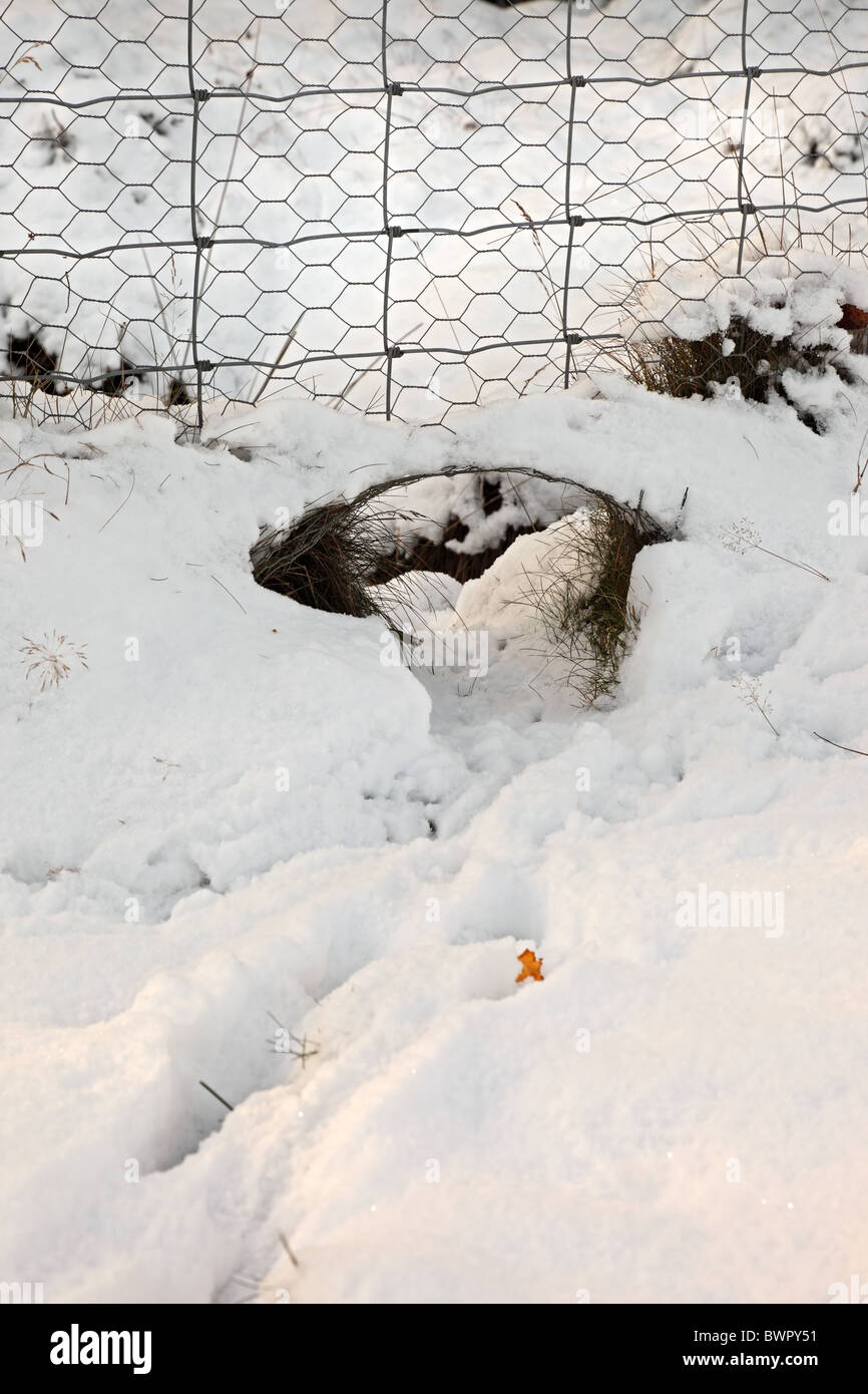 Segno di tracciamento di un foro in un recinto dove gli animali hanno spinto attraverso lasciando loro stampe nella neve Foto Stock