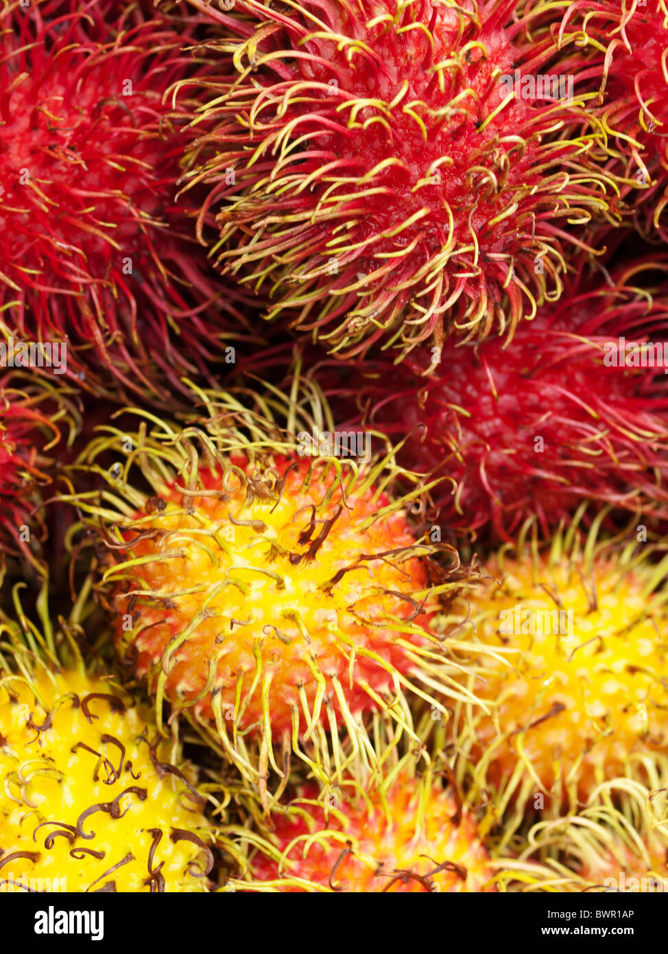 Rambutan Foto Stock