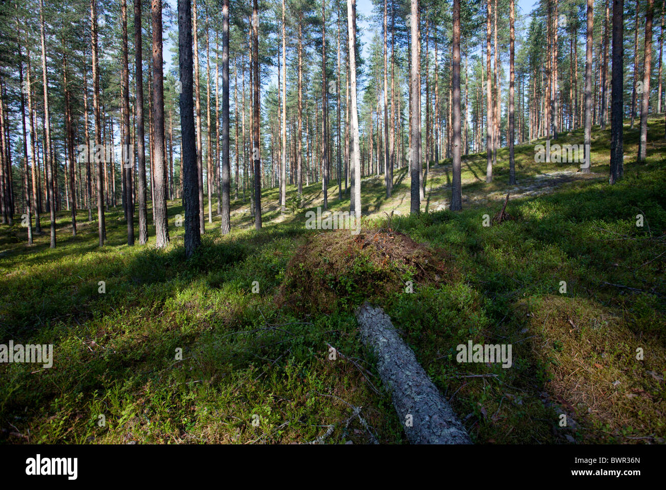 Pino ( pinus sylvestris ) brughiera / foresta di taiga di conifere che cresce a secco esker , Finlandia Foto Stock