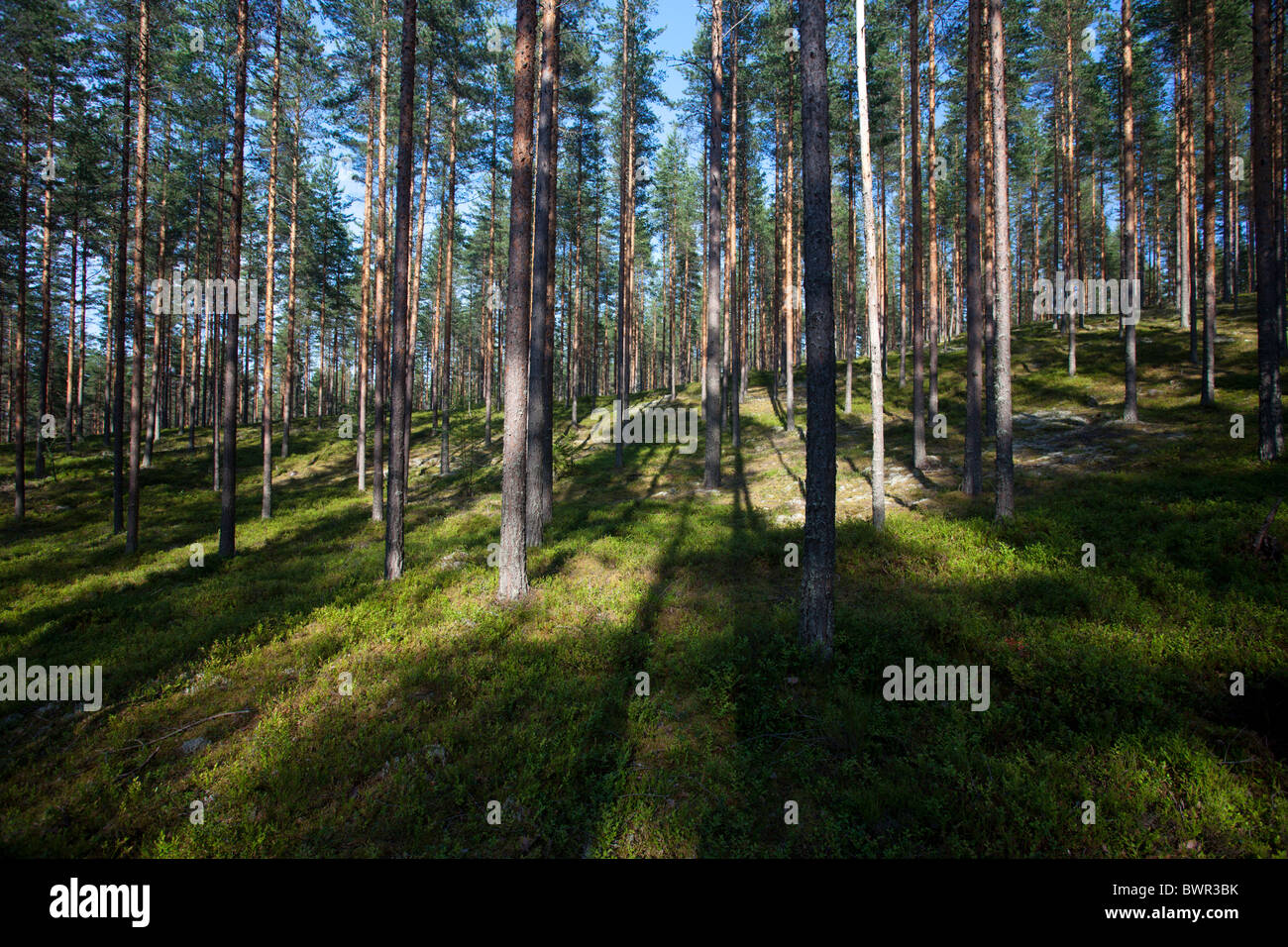 Pino ( pinus sylvestris ) brughiera / foresta di taiga conifera che cresce a secco glaciale esker , Finlandia Foto Stock