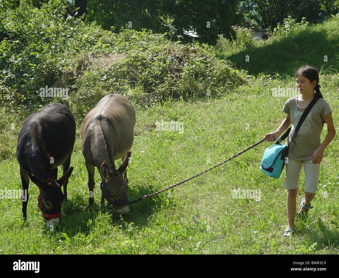 Ragazza due asini animali incontro corda corda prato bambini montagne Oberland Bernese svizzera Foto Stock
